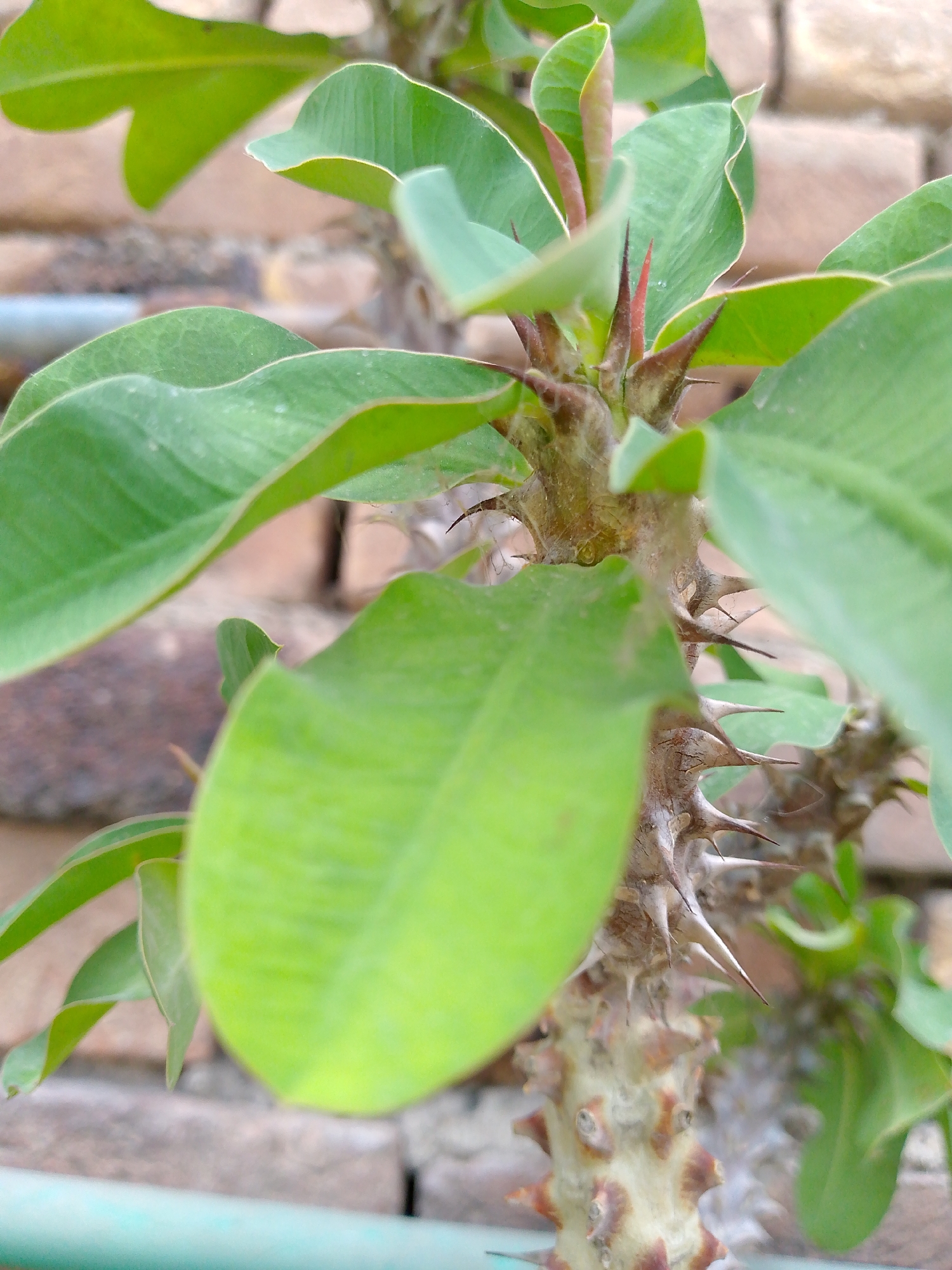 A close-up, eye-level shot focuses on the thorny stem and green leaves of a plant, possibly a Crown of Thorns, set against a blurred brick wall in the background. The stem is thick and cylindrical, covered in numerous sharp, pointed thorns that vary in size and color from light brown to reddish-brown. The leaves are ovate with smooth edges and appear to be a vibrant green. Some leaves are in focus, showing their texture and shape, while others are blurred, creating a shallow depth of field. The brick wall behind the plant is composed of rectangular bricks in muted tones of beige and brown, with visible mortar lines. The lighting is natural and diffused, highlighting the textures of the plant and the background. A thin, light blue-green object, possibly a pipe or railing, is visible at the bottom edge of the frame, partially out of focus. There are no people or animals present in the image.