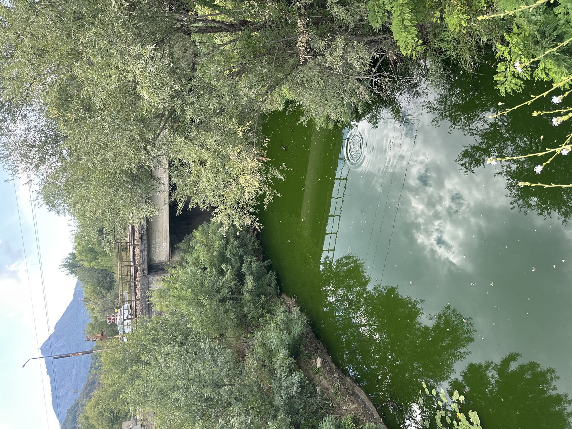 The image shows a green-colored body of water, possibly a river or canal, in Virpazar, Montenegro. The water is surrounded by lush green vegetation, including trees and bushes. A concrete bridge with a metal railing crosses the water, and a railway line runs across the bridge. A white car is visible on the bridge, and a traffic light stands nearby. In the background, a large mountain looms under a cloudy sky. The water's surface reflects the sky and the surrounding trees, creating a mirror-like effect. Some lily pads are floating on the water in the foreground.