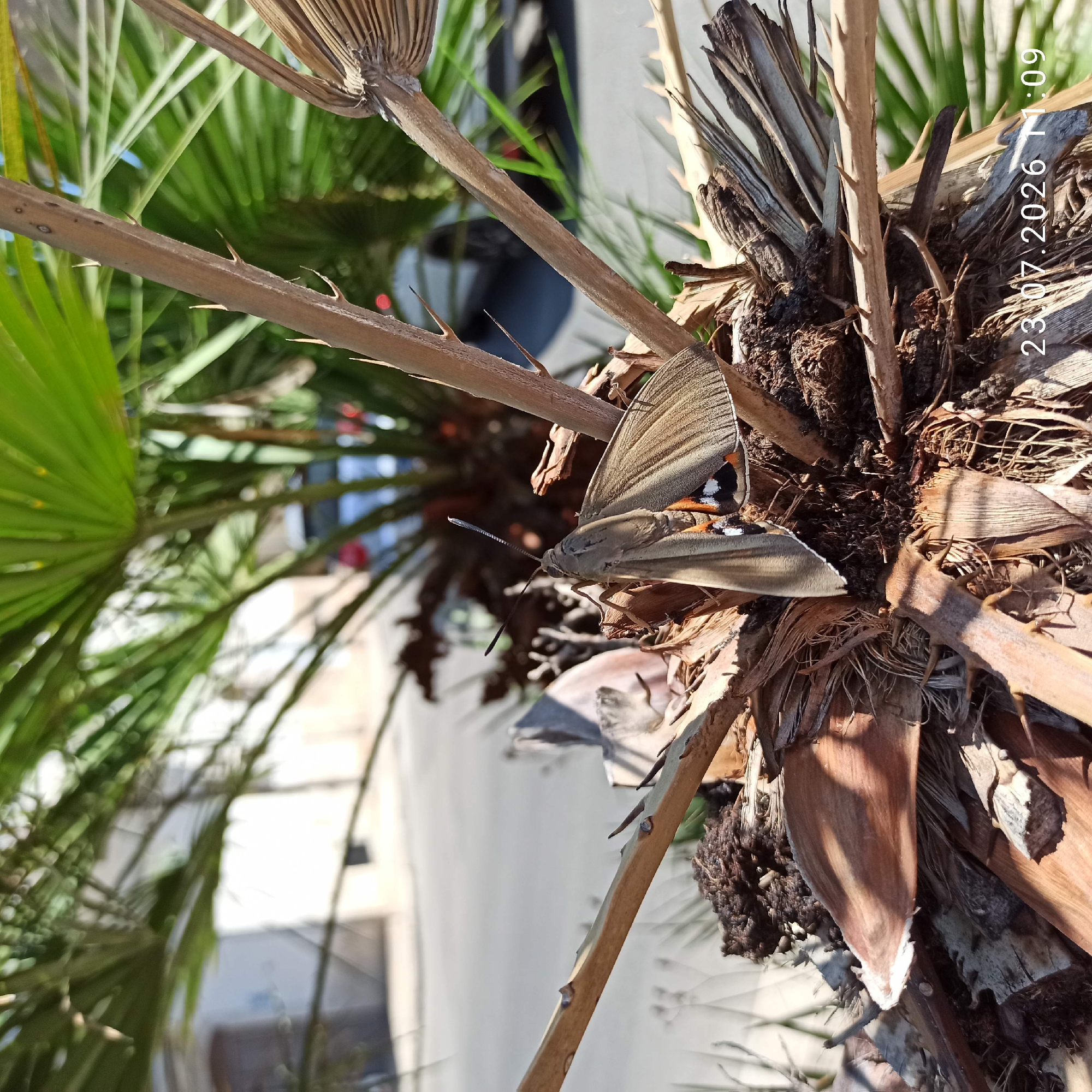 A butterfly with grey and brown wings, detailed with orange and white markings, is perched on the dried fronds of a palm tree in Bitonto, Italy. The butterfly's body is dark, and its antennae are long and thin. The palm tree's trunk is fibrous and brown, with sharp thorns protruding from a branch. In the background, blurred greenery of palm fronds suggests an outdoor setting. The context of Bitonto, Italy, is inferred from the date stamp in the lower right corner which reads "23.07.2026 11:09," indicating a visual record taken on that date and time. The scene is brightly lit by daylight, suggesting a sunny day.