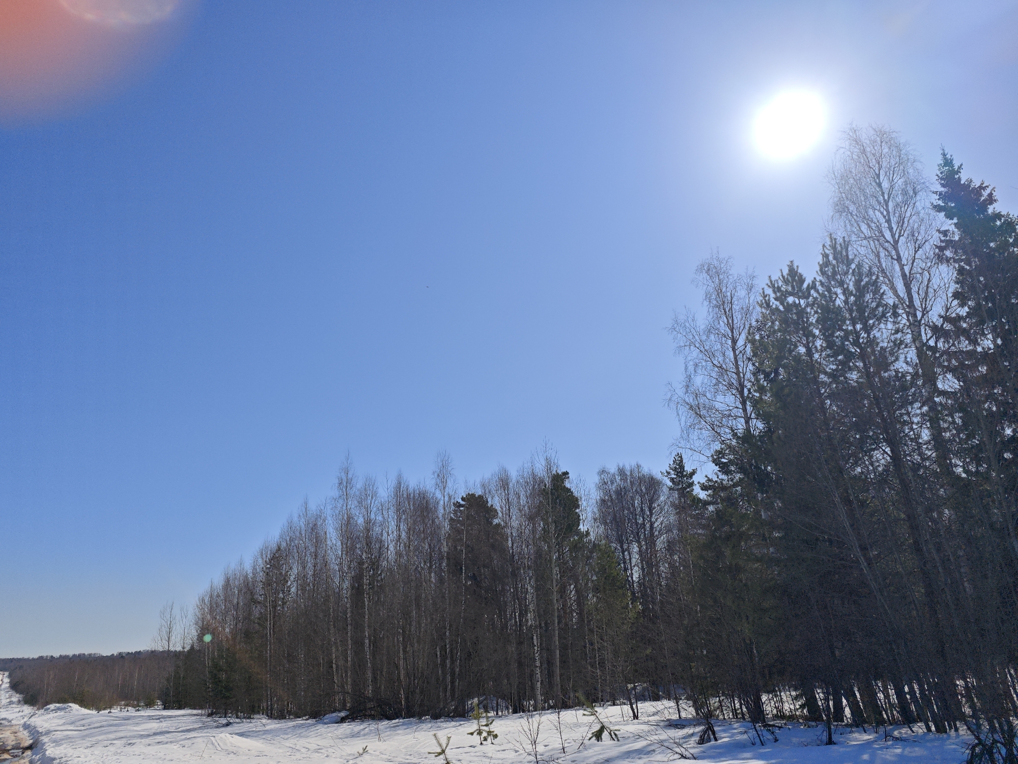 The image depicts a snowy, sunlit landscape in Марковский, Russia. A row of trees, transitioning from bare deciduous trees on the left to coniferous trees on the right, lines the horizon. The ground is covered in snow, with evidence of a path or road on the left. The sky is clear and blue, with the sun shining brightly.