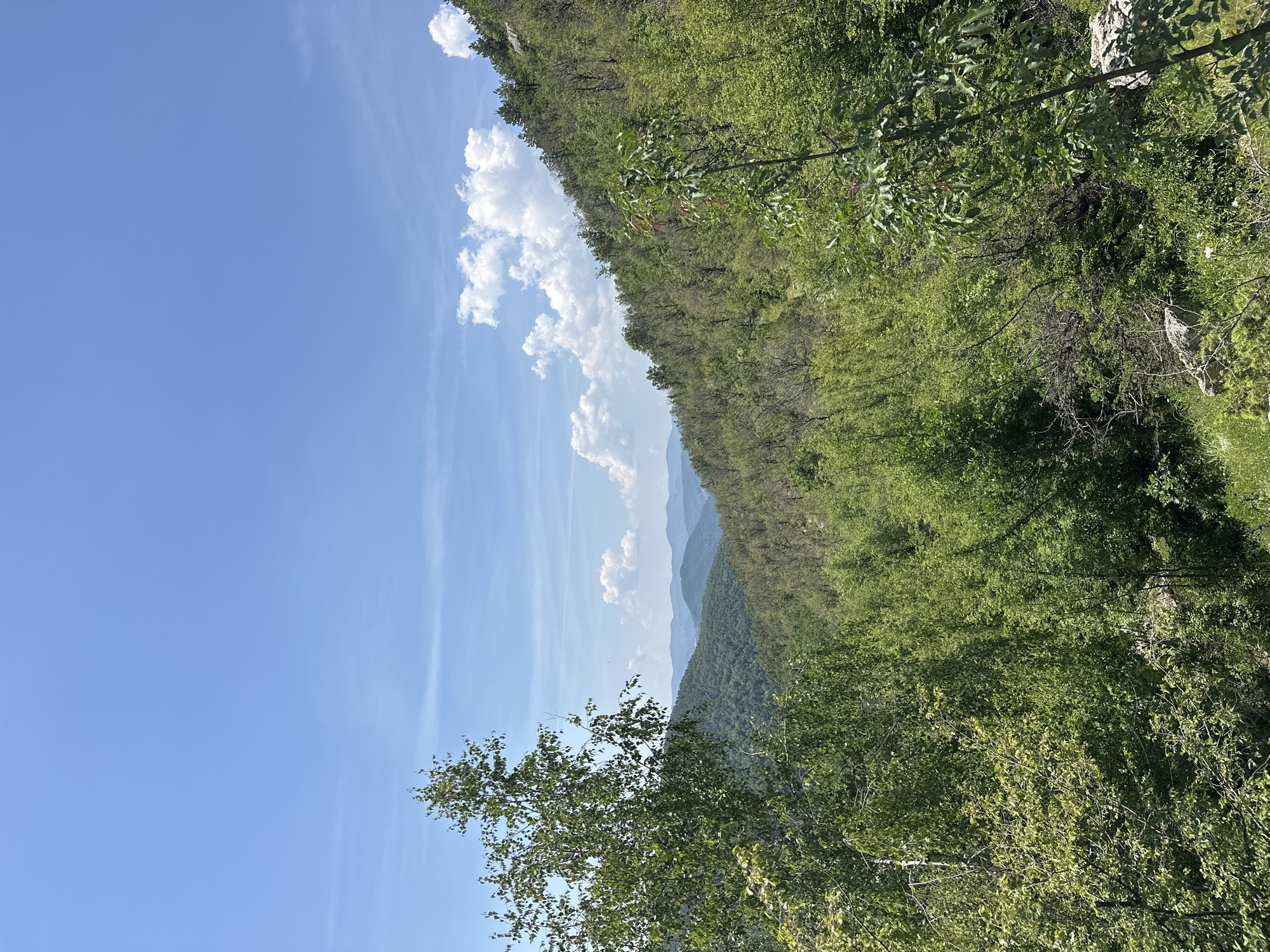 This image presents a panoramic view of a densely forested mountain landscape under a bright, clear sky, captured in the vicinity of Ilinitsa, Bulgaria.
The upper portion of the frame is occupied by a vivid blue sky, displaying scattered white cumulus clouds, most notably clustered towards the right mid-horizon and extending slightly leftward. Faint, high-altitude cloud streaks are discernible.
The foreground is dominated by lush green foliage. On the left, a significant portion of a tall, slender deciduous tree with vibrant light green leaves and pale bark is prominent. Towards the bottom right, another young tree or shrub with darker green leaves is visible, alongside patches of green grass and some exposed light-colored rocks.
The midground features a steep hillside, densely covered with various species of trees and shrubs, presenting a spectrum of green hues from bright lime to deep forest green. The foliage on this slope appears thick and continuous, with some areas indicating younger growth or varying tree density.
In the background, multiple layers of mountains recede into the distance, appearing successively lighter and bluer due to atmospheric perspective. No distinct features or structures are visible on these distant ranges.
The scene is uniformly and brightly illuminated by direct sunlight, casting subtle shadows within the dense vegetation, and contributing to the saturated green and blue colors throughout the image. There are no discernible human figures, animals, or man-made structures present.