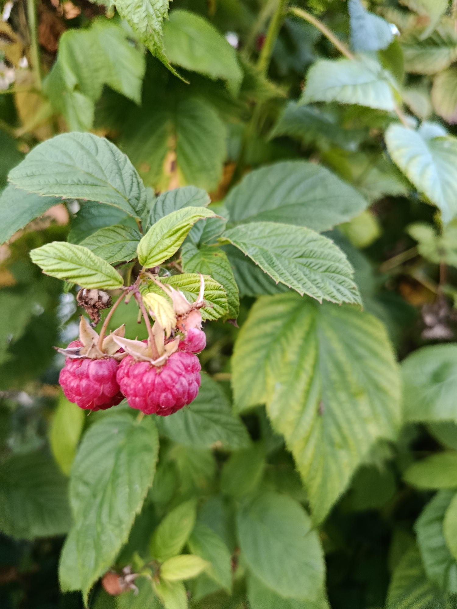 A close-up, high-angle shot captures two ripe raspberries hanging from a branch amidst lush green foliage. The raspberries are a vibrant pinkish-red color and appear to be plump and juicy. Their segmented surfaces are clearly visible. The surrounding leaves are a deep green, with some showing slight yellowing, suggesting they are in varying stages of growth or decay. The background is blurred, consisting of more greenery and hints of brown, indicating a natural outdoor environment. The image was taken in Verea, Russia.