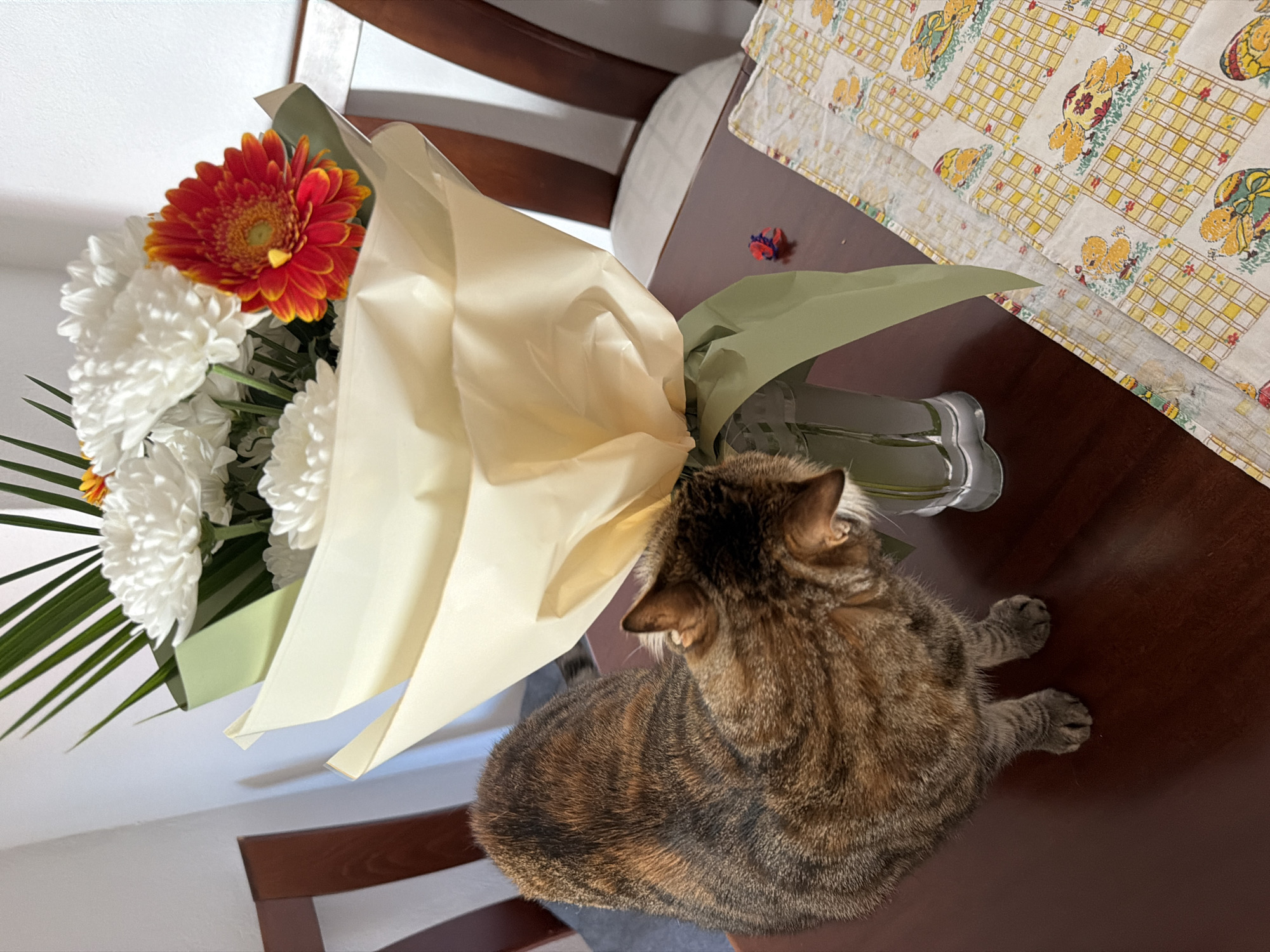 A high-angle shot shows a bouquet of flowers and a cat on a dark wooden surface, possibly a table. The bouquet contains white chrysanthemums and an orange gerbera daisy, wrapped in light-colored paper and green foliage. The cat, which is predominantly brown and tabby-striped, is positioned to the right of the bouquet, facing away from the viewer. The location is implied to be Blagoevgrad, Bulgaria; however, no visual elements confirm the specific location. The environment suggests an indoor setting, likely a home, with a chair partially visible and a patterned tablecloth to the right. There are no people visible in the image.