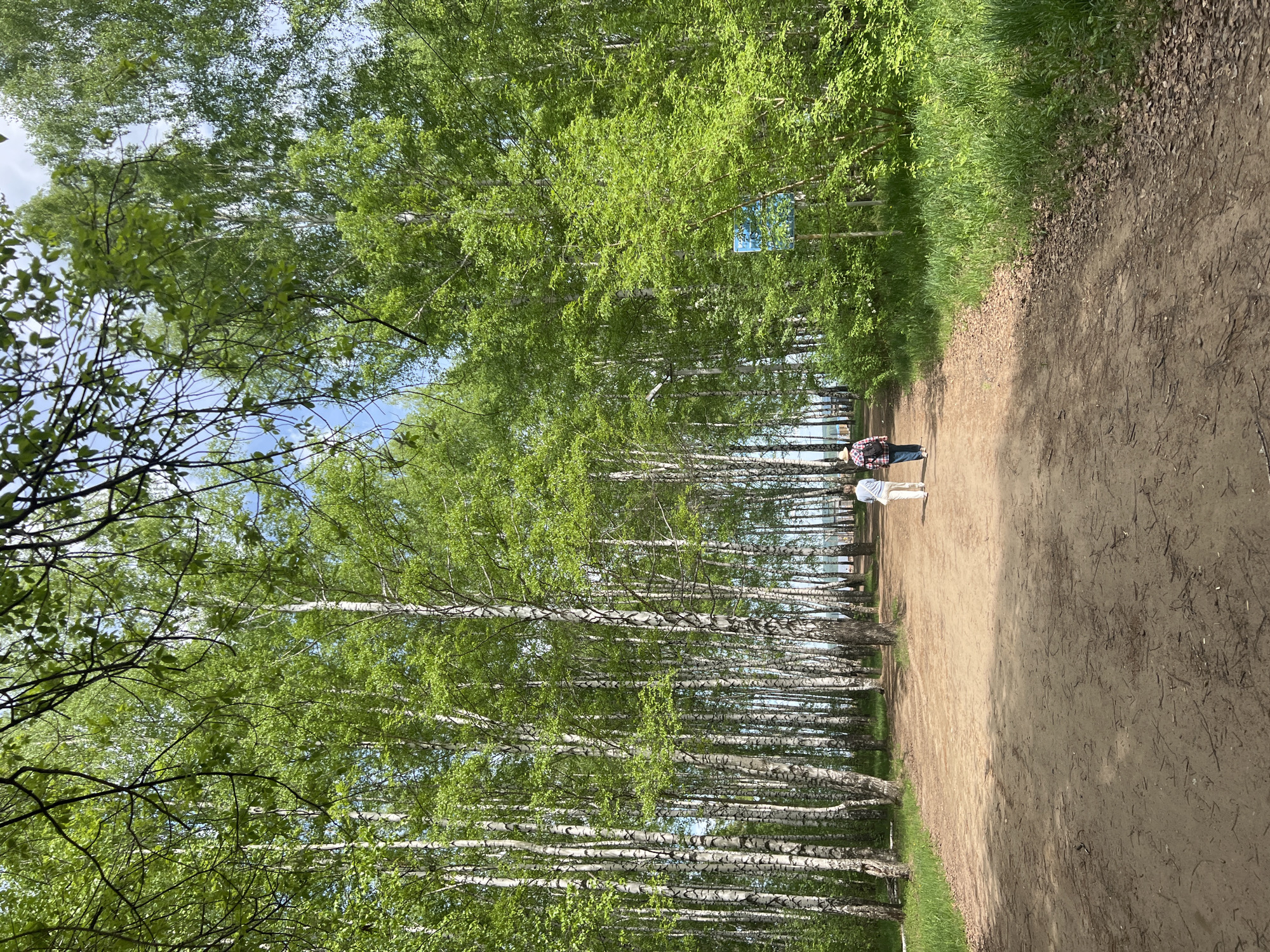 The image depicts a dirt path in a park located in the city of Chaikovsky, Russia. A person in a red and black checkered shirt and a person wearing white are walking on the path. The path is lined with birch trees on the left side. The right side of the path has grass. The lighting suggests it's daytime.