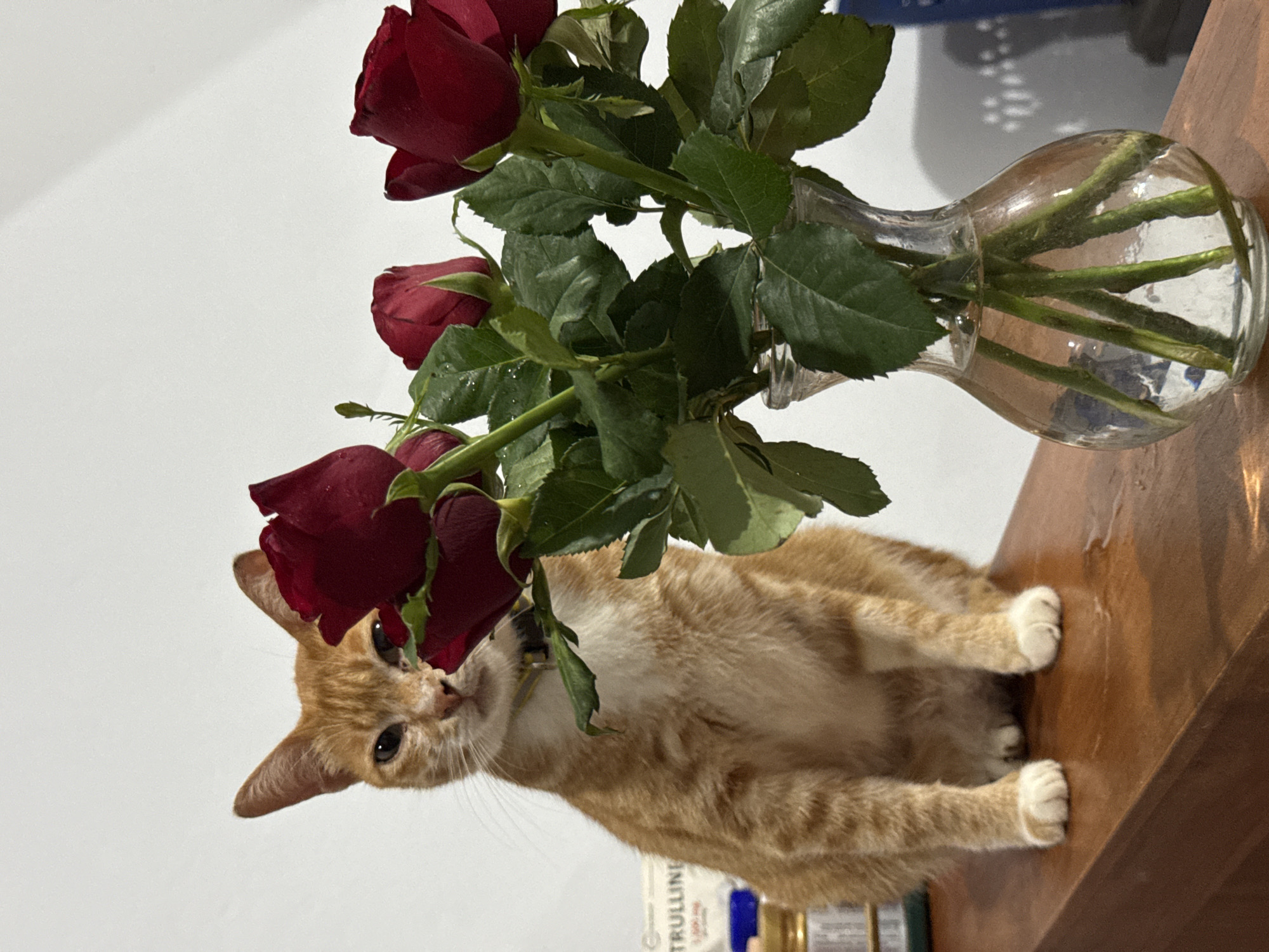 An orange cat sits on a wooden surface next to a glass vase filled with roses. The setting is indoors. The location is Pejeng, Indonesia. A bottle is visible at the bottom of the frame.