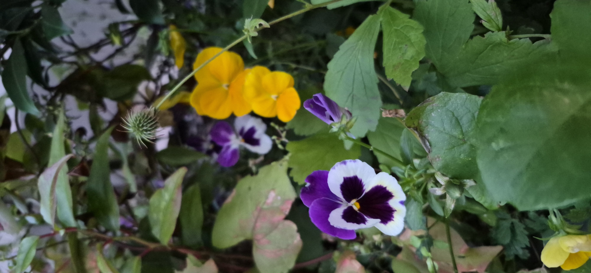 The image is a close-up, vertical shot of several pansies in bloom amongst lush green foliage. In the foreground, a prominent pansy displays vibrant purple petals with white edges and a dark purple center. To its right, a closed purple pansy bud is visible. In the mid-ground, there are two bright yellow pansies and a smaller purple and white pansy. The background is filled with a dense arrangement of green leaves and stems, with some hints of pinkish-red on certain leaves. A small, spiky green seed pod is present in the upper right portion of the image. The lighting suggests an outdoor setting, likely in a garden or naturalistic planting. There are no people or specific landmarks visible that would indicate a location within Gdańsk, Poland.