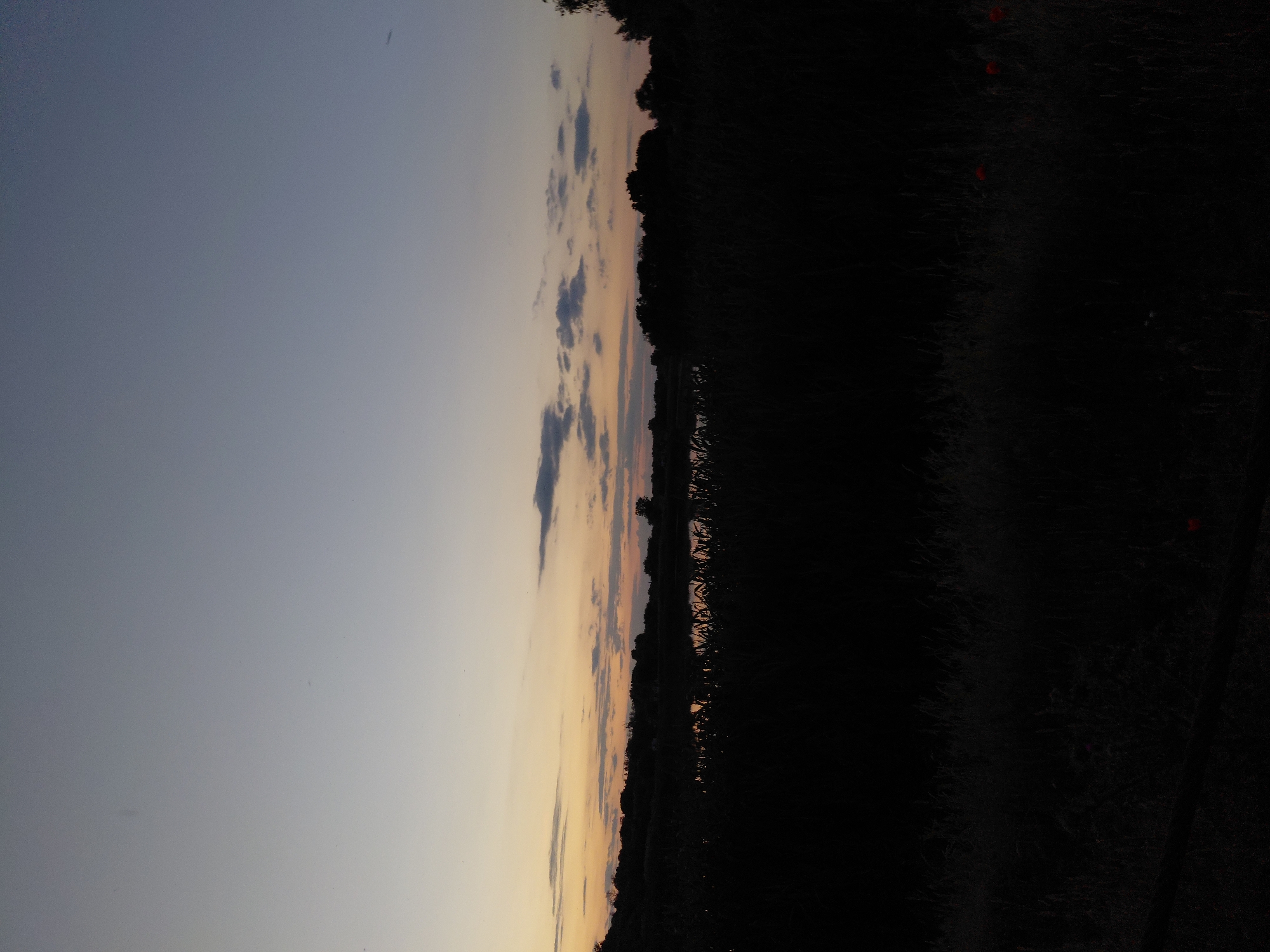 The image depicts a dusky sky over a natural landscape in Ustyvytsia, Ukraine. The upper portion of the image is a gradient of pale blue and light gray, transitioning to a soft yellow and orange hue near the horizon. A few wispy clouds are scattered across the sky. Below the sky, a dark silhouette of trees and vegetation forms a dense line across the middle of the frame. A body of water, possibly a lake or pond, is visible as a darker, reflective surface within this silhouetted landscape. The foreground is almost entirely black, with the shapes of tall grass and possibly some low-lying plants visible. There are no visible people or animals. The scene appears to be a quiet, natural setting at dusk.