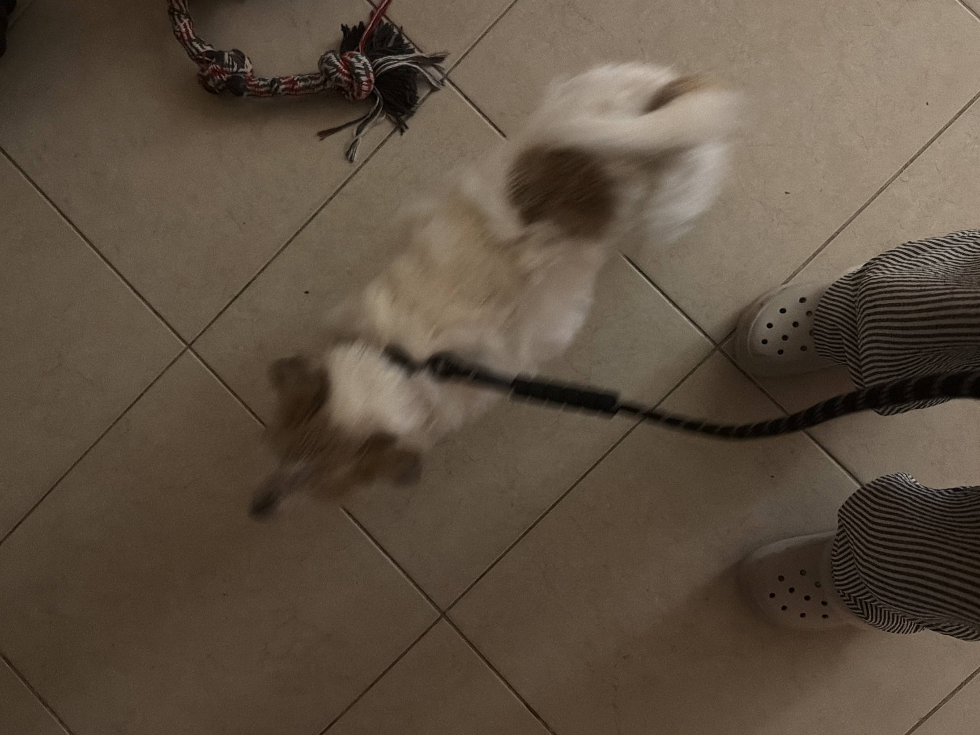 A blurred image taken from above depicts a dog on a leash, a dog toy, the lower half of a person, and a tiled floor. The dog has white and brown fur. The toy is made of rope and fabric. The person is wearing striped pants and white clogs. The floor is composed of square tiles. The location is not discernible from the image.