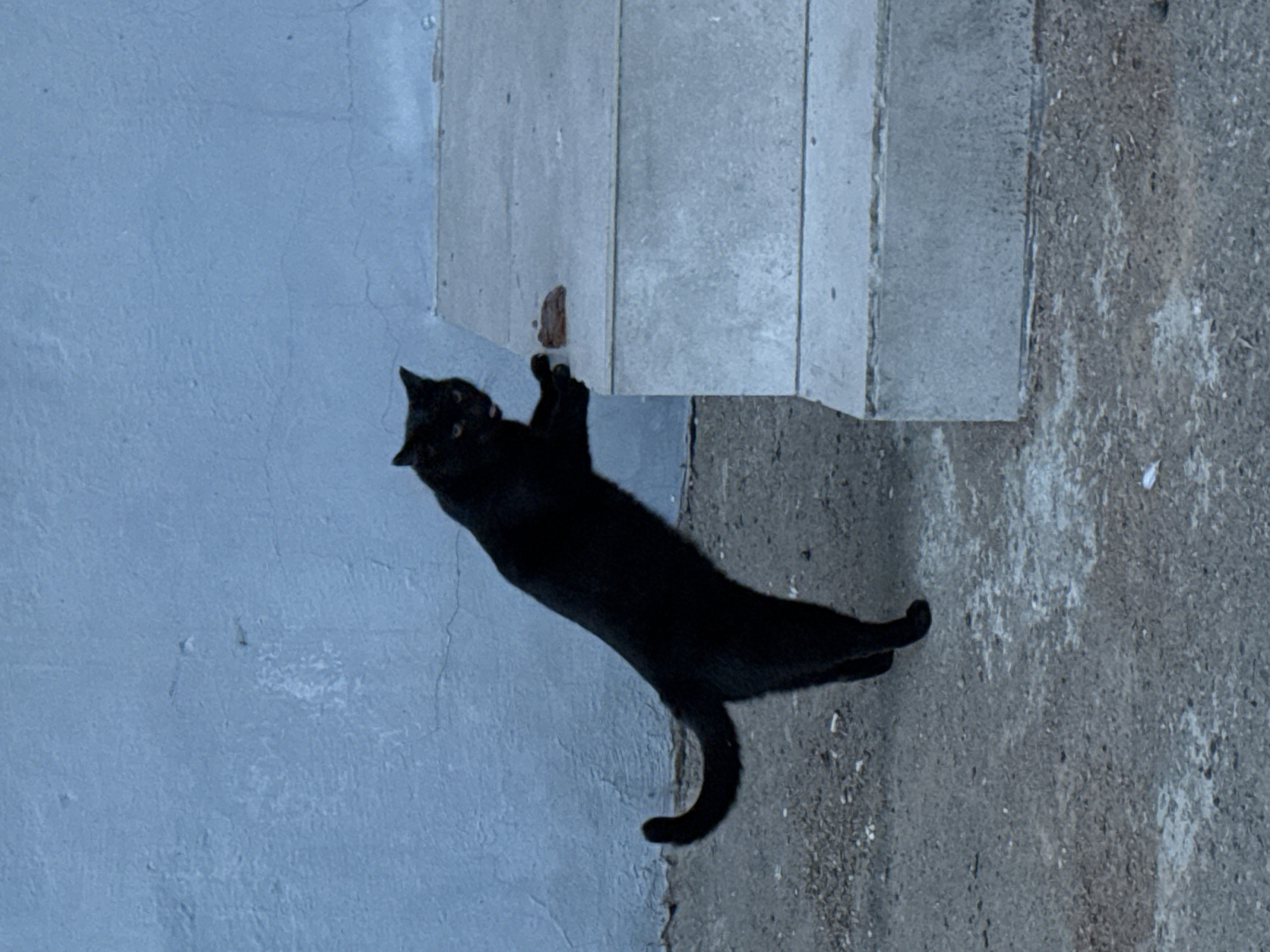 A black cat is stretching upwards towards the edge of a concrete structure, possibly a staircase or a ledge, against a textured light blue wall. The surrounding environment consists of a rough, gray concrete surface, likely pavement. The specific location within Votkinsk, Russia cannot be determined from the image alone.