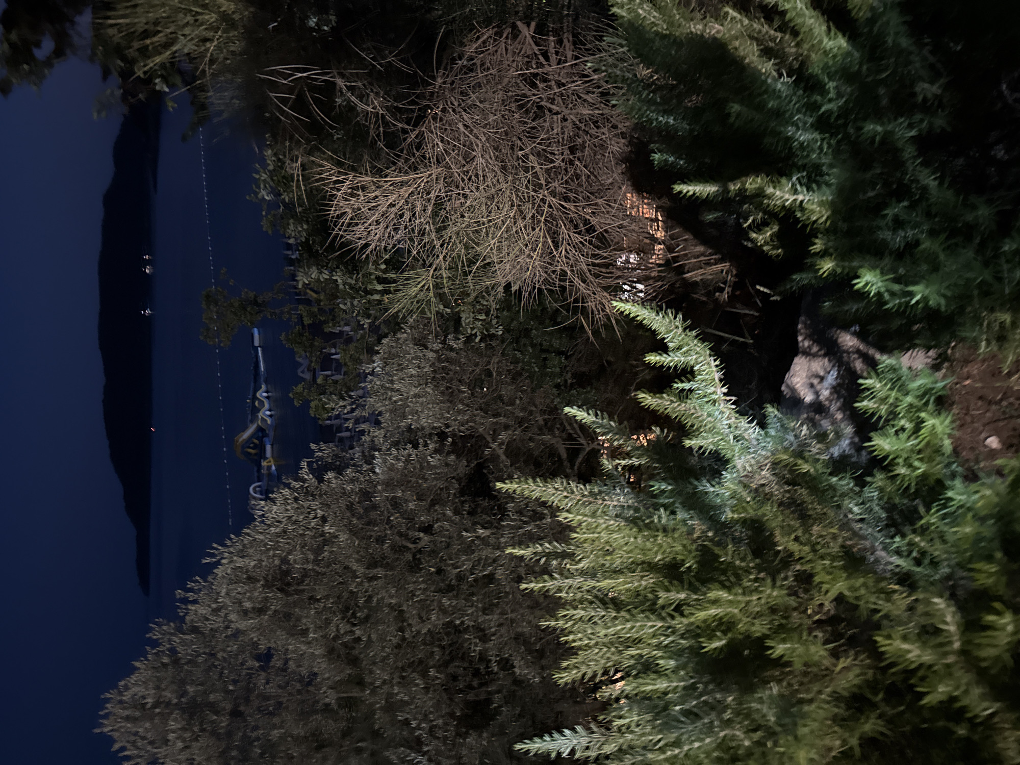 The image depicts a nighttime scene at a coastal location, possibly in Boreti, Montenegro. In the foreground, dense green shrubbery, likely rosemary, is illuminated, casting shadows on the ground. Behind this, a large, dark tree with intricate branches is visible. Further in the background, across a body of dark water, a distant, dark landmass is silhouetted against the night sky. On the water, there is an illuminated inflatable water park with various structures. A faint white line, possibly a buoy line, stretches across the water. The overall atmosphere is calm and serene, with the artificial lights of the water park and the ambient light from a distant settlement providing the only illumination besides the moonlight, which is not directly visible.