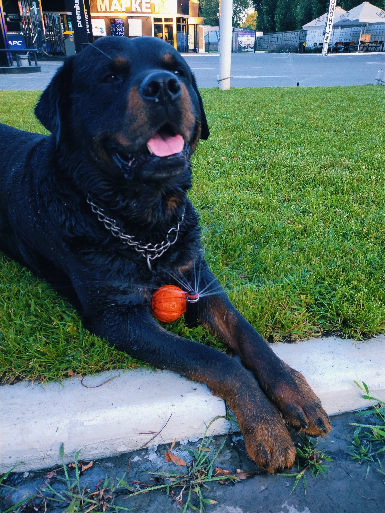 A Rottweiler dog is lying on a grassy area in front of a gas station in Horishni Plavni, Ukraine. The dog is wet and has a collar with a metal chain. Attached to the collar is a small orange ball with water spraying from it, suggesting it is a toy designed for cooling the dog down. The gas station has signs with Ukrainian text and displays gas prices. In the background, there are trees and the sky. The ground is covered in green grass and a concrete curb.