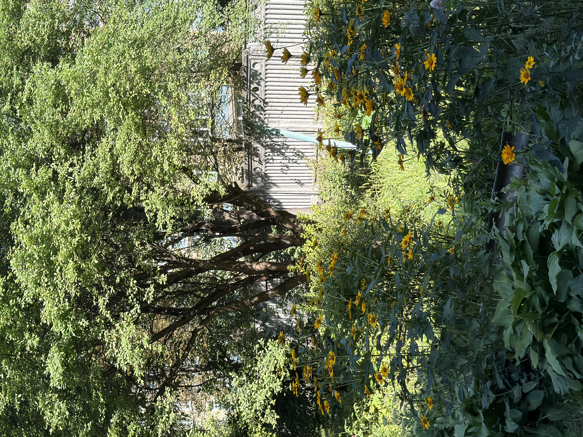 The image depicts a sunlit garden scene with a focus on a cluster of yellow flowers, possibly Black-eyed Susans, in the foreground. Behind the flowers, a weathered, light-colored fence runs horizontally across the mid-ground. The fence is made of vertical planks with decorative elements along the top. Beyond the fence, there are trees with lush green foliage, and a hint of a building with windows can be seen through the leaves. The ground is covered with green vegetation and some darker, broader leaves in the immediate foreground. The scene appears to be an urban garden, possibly in a residential area. The lighting suggests it is daytime, with sunlight casting shadows. There are no people or animals visible in the image.