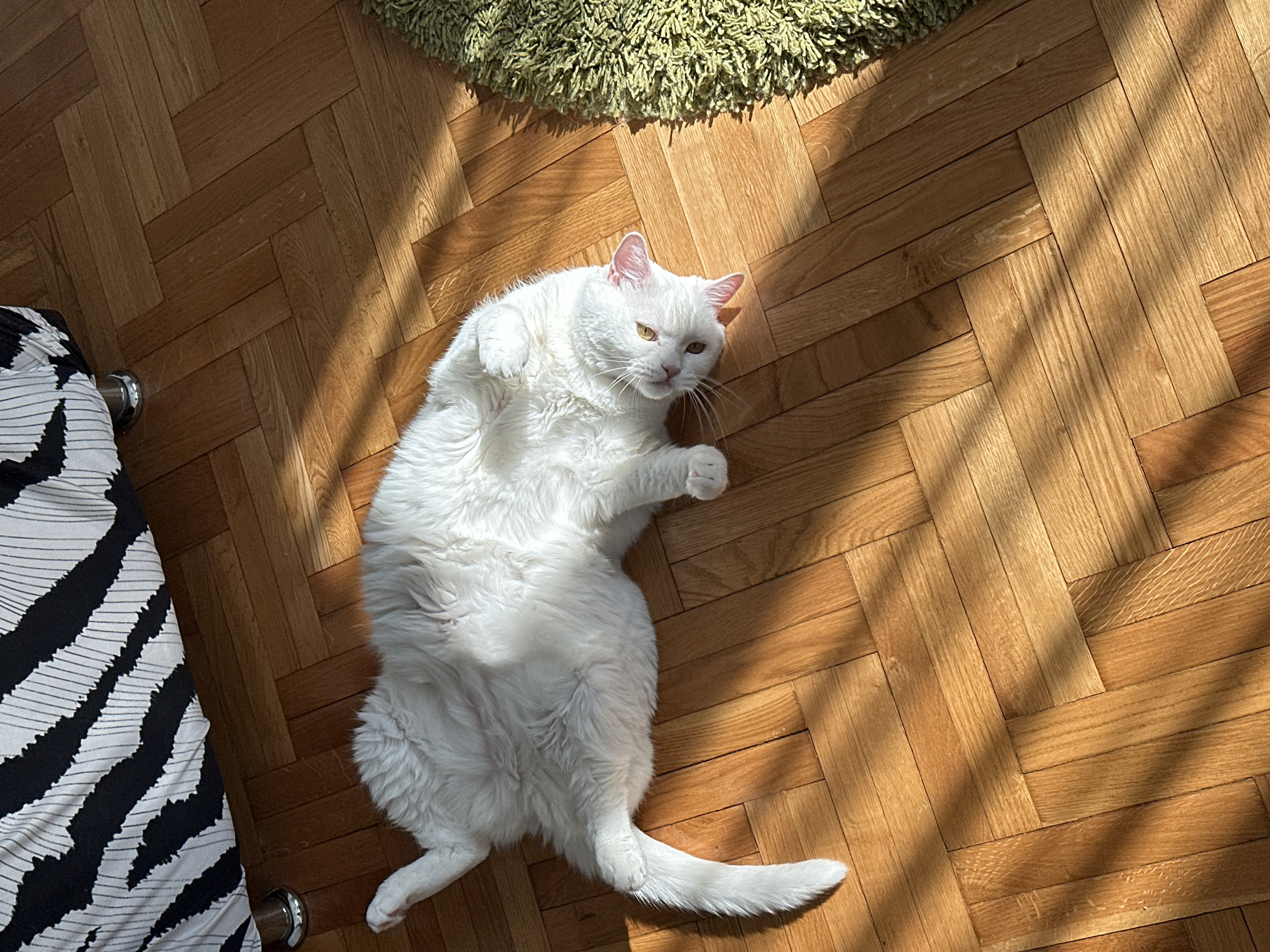 A white cat is lying on its back on a parquet wood floor in a well-lit room. The cat is positioned in the center of the frame, with its paws in the air and its tail extended. The cat has yellow eyes. To the left of the cat is a piece of furniture covered with black and white zebra print fabric, and above the cat is a green, shaggy rug. The floor is made of herringbone-patterned wood planks, with sunlight casting shadows across the surface. The location is potentially a residential interior. There is no indication in the image of the location being in Novi Sad, Serbia.