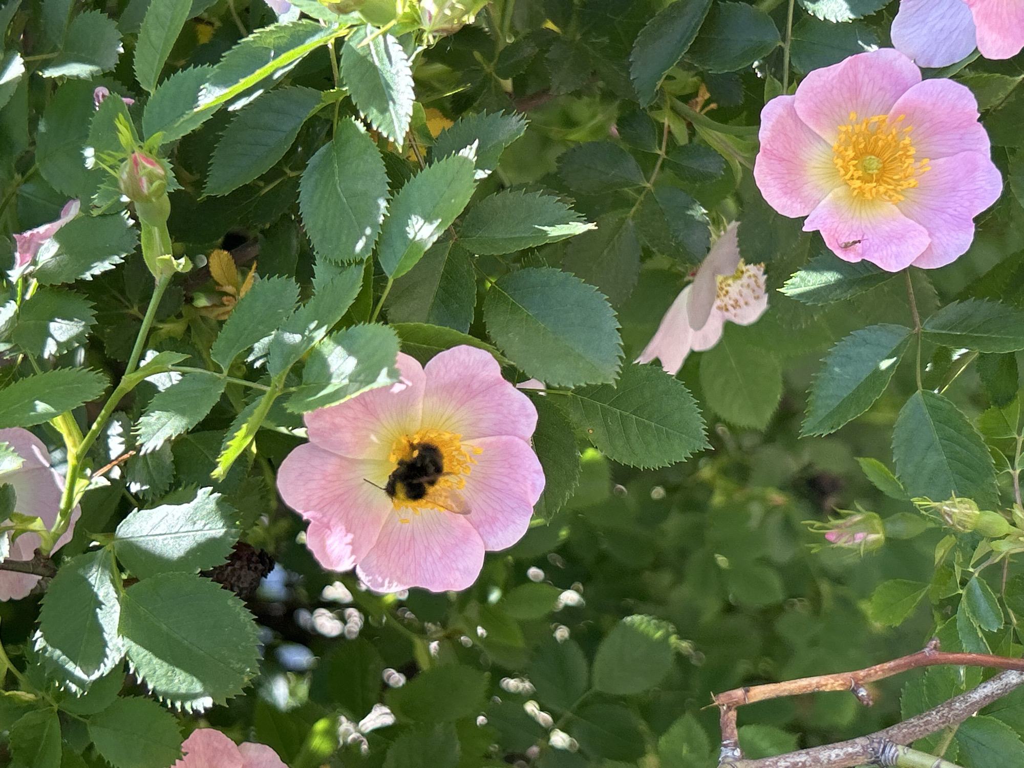 The image depicts a cluster of pink flowers with yellow centers, surrounded by green leaves. A bumblebee is visible inside the flower in the lower left of the frame. The image is taken outdoors in daylight. The location is Unknown, Unknown.