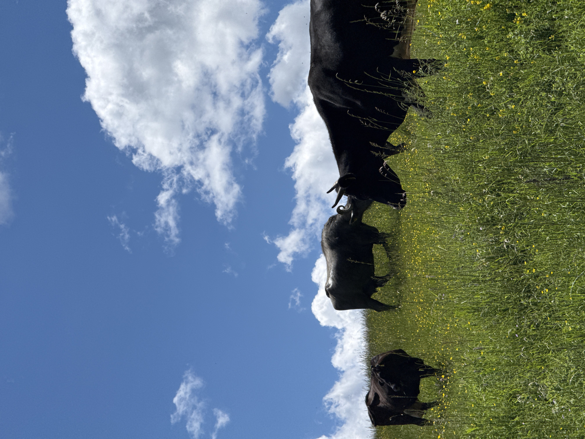 A herd of black cattle grazes in a lush green meadow dotted with small yellow flowers under a bright blue sky with scattered white clouds. In the foreground, one cow is silhouetted from the side, facing right and appearing to chew. To its left and slightly behind, another cow stands facing left, with its head down. Further back and to the left, a third, smaller cow is also visible. The meadow slopes upwards towards the horizon. The scene is situated in the vicinity of Borino, Bulgaria.