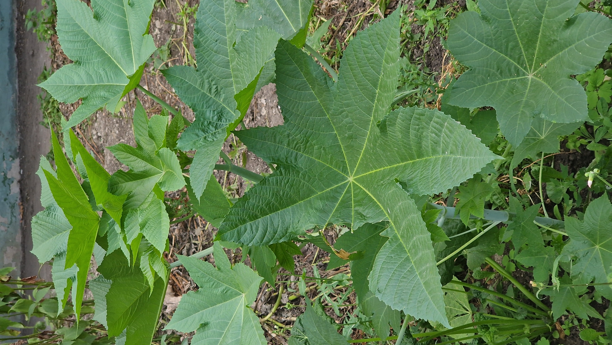 The image shows a cluster of large, palmate green leaves, likely from a Castor oil plant (Ricinus communis), growing outdoors. The leaves are deeply lobed with serrated edges and prominent veins. The background consists of dry soil, scattered small green plants, and a weathered concrete structure, suggesting an urban or suburban setting. The lighting is natural daylight, casting soft shadows. There are no people or animals visible in the frame. The image quality is good, with sharp focus on the leaves. Based on the details, the scene could be anywhere with this type of vegetation and environmental conditions. There is no specific visual information in the image that would pinpoint its location to Kostanay, Kazakhstan.
