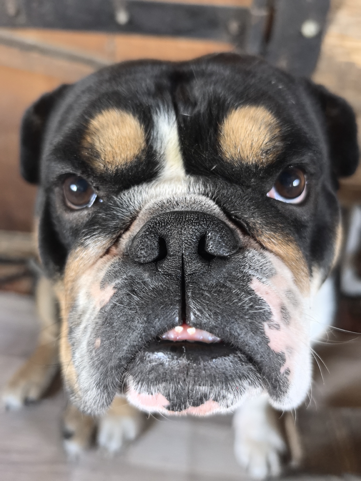 A close-up, high-angle shot features the head and upper body of a brachycephalic dog, likely a Bulldog or a similar breed, looking directly into the camera. The dog has a distinctive tri-color coat pattern: primarily black on its head and ears, with striking tan or light brown patches above its eyes and on its muzzle, and white markings on its chest and lower face. Its dark, expressive eyes are focused and appear to reflect ambient light.
Notable facial features include its wrinkled forehead, a prominent black nose with visible texture, and slightly pink skin folds around its muzzle. A small portion of its pink tongue is visible, peeking out from between its lips, suggesting a slight underbite or characteristic jaw structure. The dog's overall expression is attentive and serious, with a hint of the breed's characteristic stoicism.
The background is softly blurred, showing muted tones of brown and black, possibly indicating wooden furniture, flooring, or a wall. The lighting appears natural and bright, suggesting it is daytime. The dog is positioned as if sitting or lying down, with glimpses of its light brown and white paws visible at the bottom of the frame. There is no visible text in the image. The setting appears to be an indoor or sheltered domestic environment, potentially in Noviy, Russia, as per the provided location context.