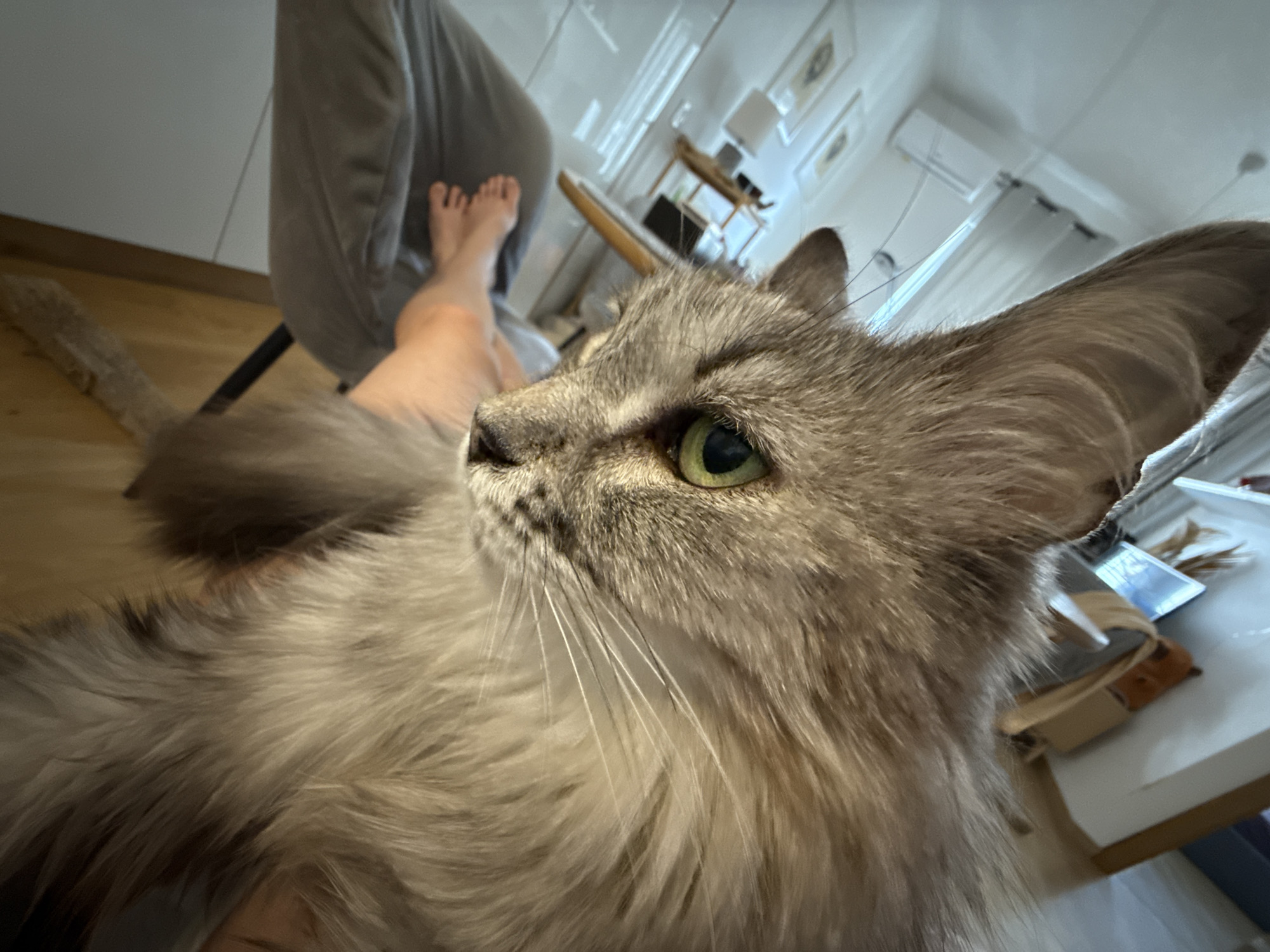 A close-up, low-angle shot captures the side profile of a long-haired, grey and white cat, dominating the foreground. The cat has striking green eyes, long white whiskers, and prominent, tufted ears. Its gaze is directed upwards and to the right, suggesting it is looking at something or someone beyond the frame.
In the blurred background, a person's bare legs and feet are visible, propped up, indicating a relaxed posture, possibly while sitting in a chair. Part of a grey upholstered chair is also visible. The setting appears to be indoors, likely a modern room with light wooden flooring and white walls. On the wall, an air conditioning unit is visible, along with two framed pictures. A white table or desk can be seen to the right, with some indistinct items on its surface.
The lighting suggests it is daytime, casting soft illumination throughout the room. The perspective is very close to the cat, almost as if taken from the person's lap or a "cat-selfie," emphasizing the animal's features and fur texture. No visible text is present in the image.