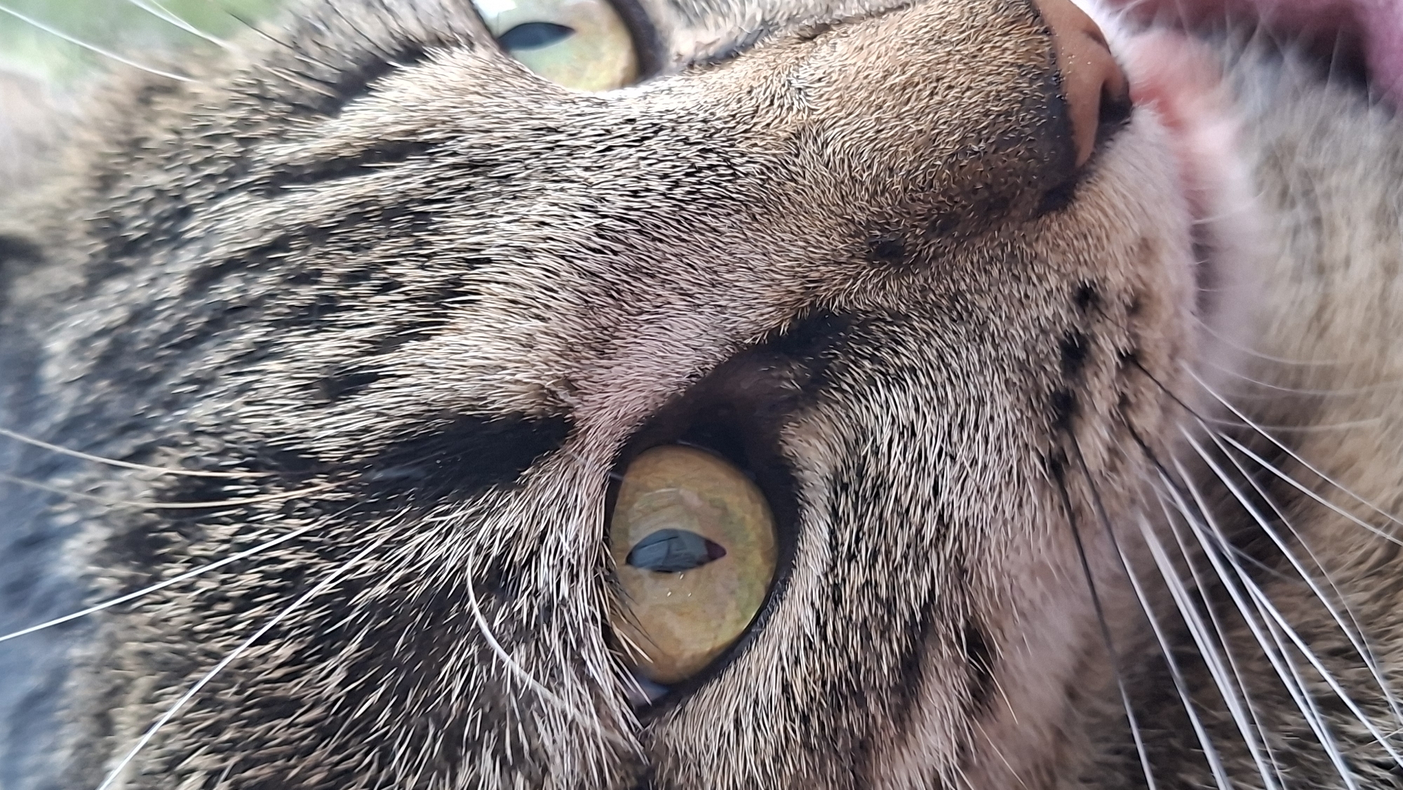 A close-up photograph depicts a cat's face. The cat has striped fur, amber eyes, and white whiskers. The pinkness visible around the nose suggests the cat's mouth may be slightly open. The location in the city of Забалоцкі сельскі Савет, Belarus is not determinable from the image.