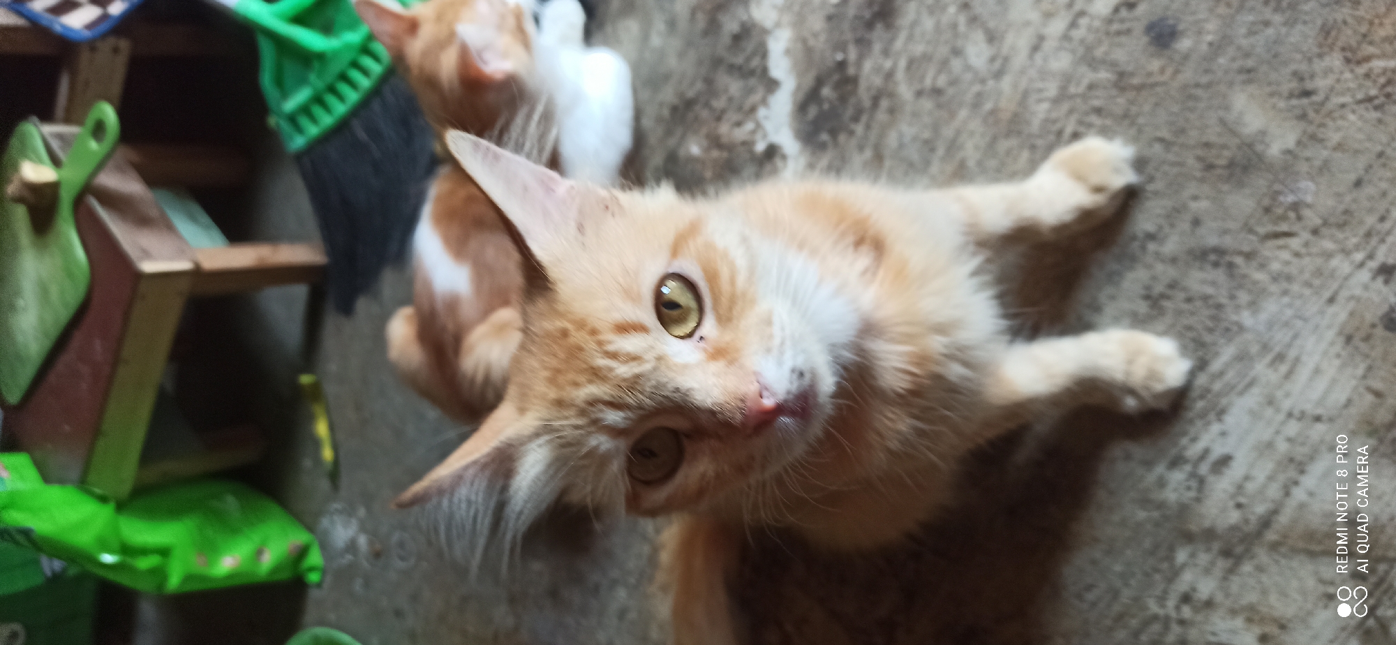 A close-up, low-angle shot shows an orange tabby kitten sitting on a concrete floor. The kitten's face is the primary focus, with its large, amber eyes looking directly at the camera. Its ears are perked up, and its mouth is slightly open, revealing a pink tongue. The kitten's fur is soft and appears to be ginger or light orange, with darker tabby markings on its forehead and cheeks. Its paws are visible, resting on the floor. In the background, another orange and white cat is lying down, facing away from the camera. Further in the background, to the left, is a bright green plastic bag, and to the right, a green-handled broom. The overall setting appears to be indoors, possibly in a home or storage area. The bottom right corner of the image contains a watermark that reads "REDMI NOTE 8 PRO AI QUAD CAMERA". This image was captured in Sedati Agung, Indonesia.