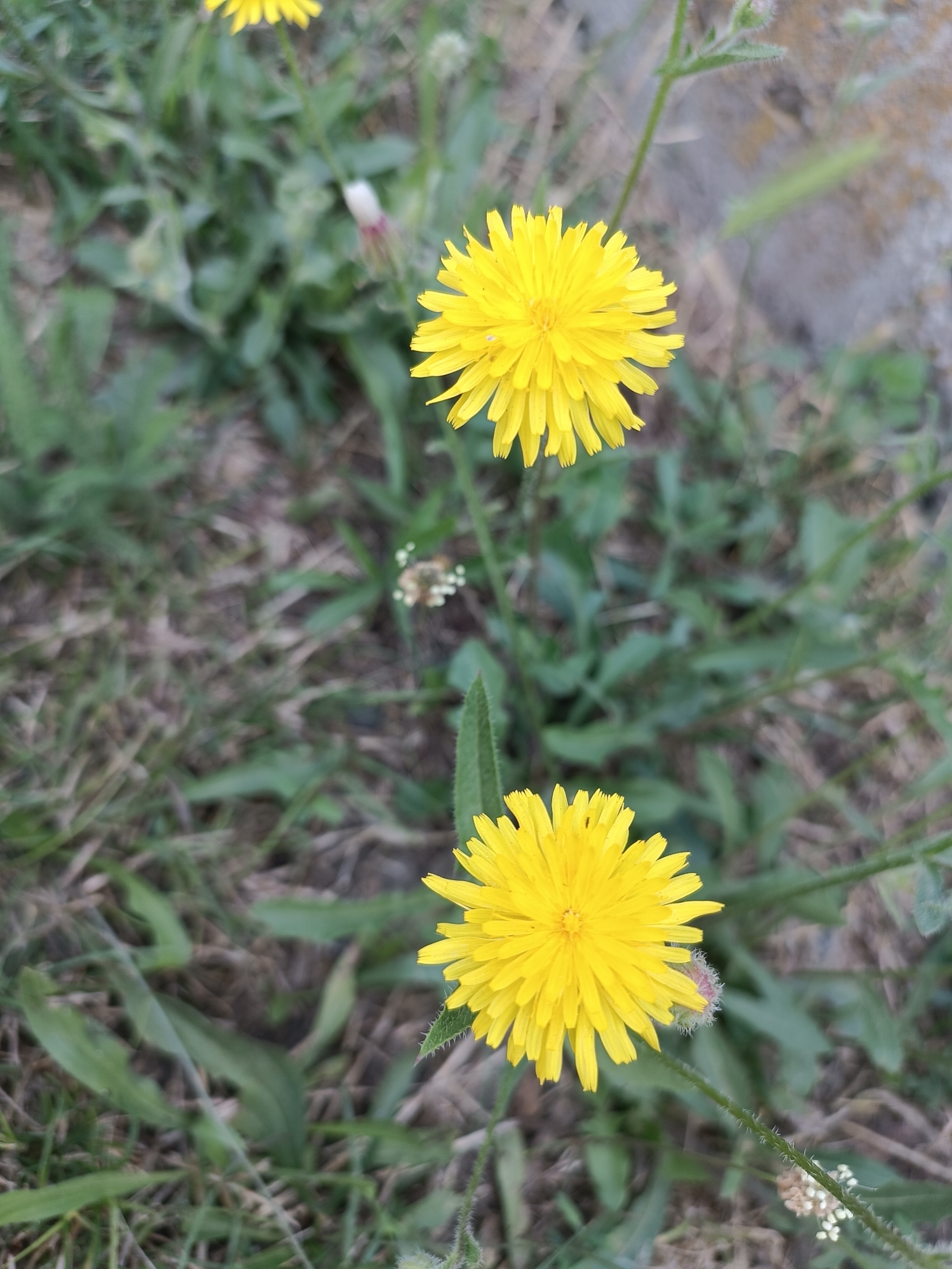 Two yellow dandelion flowers are in focus in the foreground of the image. The top flower is slightly blurred, while the bottom flower is sharp. The background is a blur of green grass and dry earth. The scene appears to be an outdoor environment, likely a park or garden. There is no indication of people, actions, or interactions. The location is specified as Coșnița, Moldova.