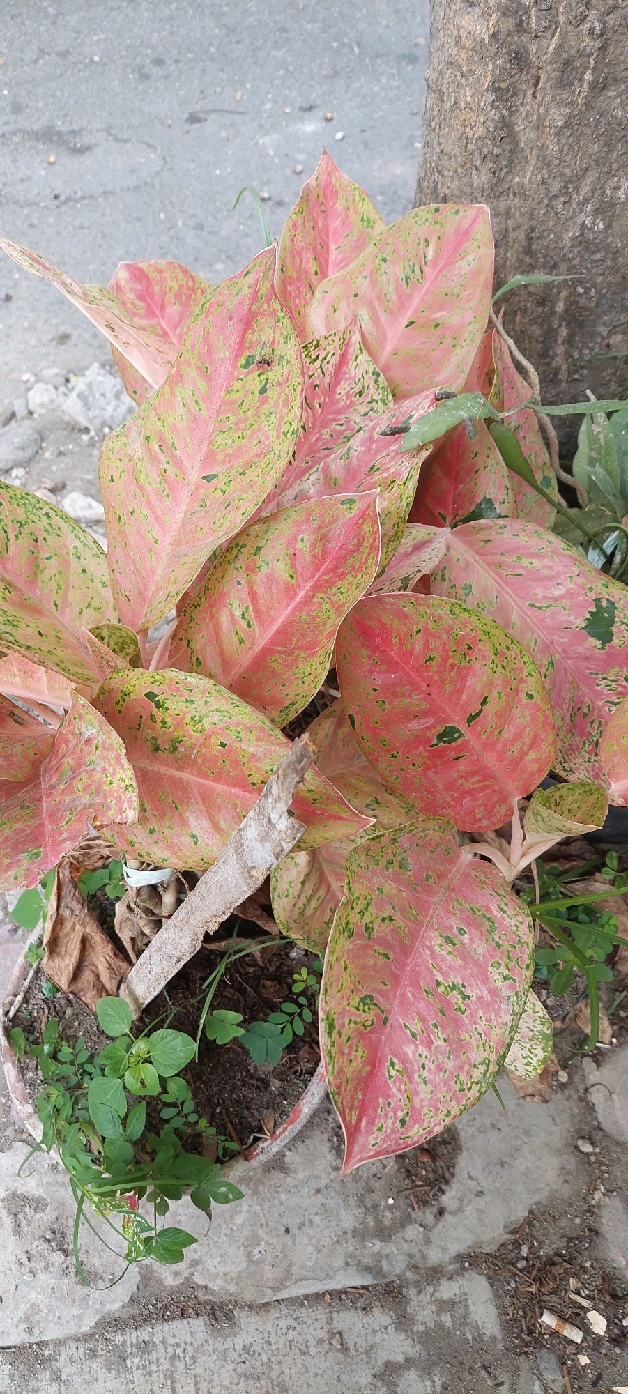 In an outdoor urban setting, a potted plant with vibrant pink and green variegated leaves is positioned near a tree trunk and a concrete surface. The plant appears to be an Aglaonema, commonly known as Chinese evergreen. It is planted in a round, weathered pot, partially filled with dark soil. Several smaller green plants are growing in the pot alongside the main plant. A piece of broken wood or bark leans against the main plant. The concrete surface is textured and appears to be a sidewalk or paved area, with scattered dirt and debris. The background is out of focus, suggesting an outdoor environment. No people are visible in the image.