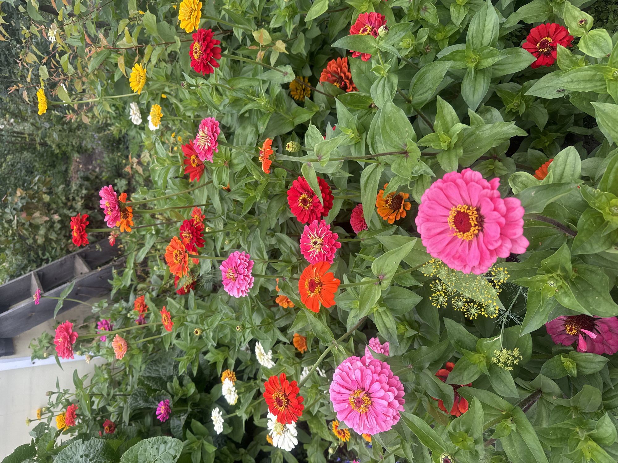 A close-up, high-angle shot captures a vibrant bed of zinnias in full bloom in the city of Maksimovshchina, Russia. The flowers display a range of colors including pink, red, orange, yellow, and white, with their layered petals creating a textured appearance. Dark green foliage forms a dense backdrop, interspersed with delicate yellow flowers that appear to be dill. In the upper left quadrant, a portion of a light-colored building and a rustic wooden ladder are visible, suggesting an outdoor garden setting adjacent to a structure. The overall impression is of a well-maintained, colorful flower garden.