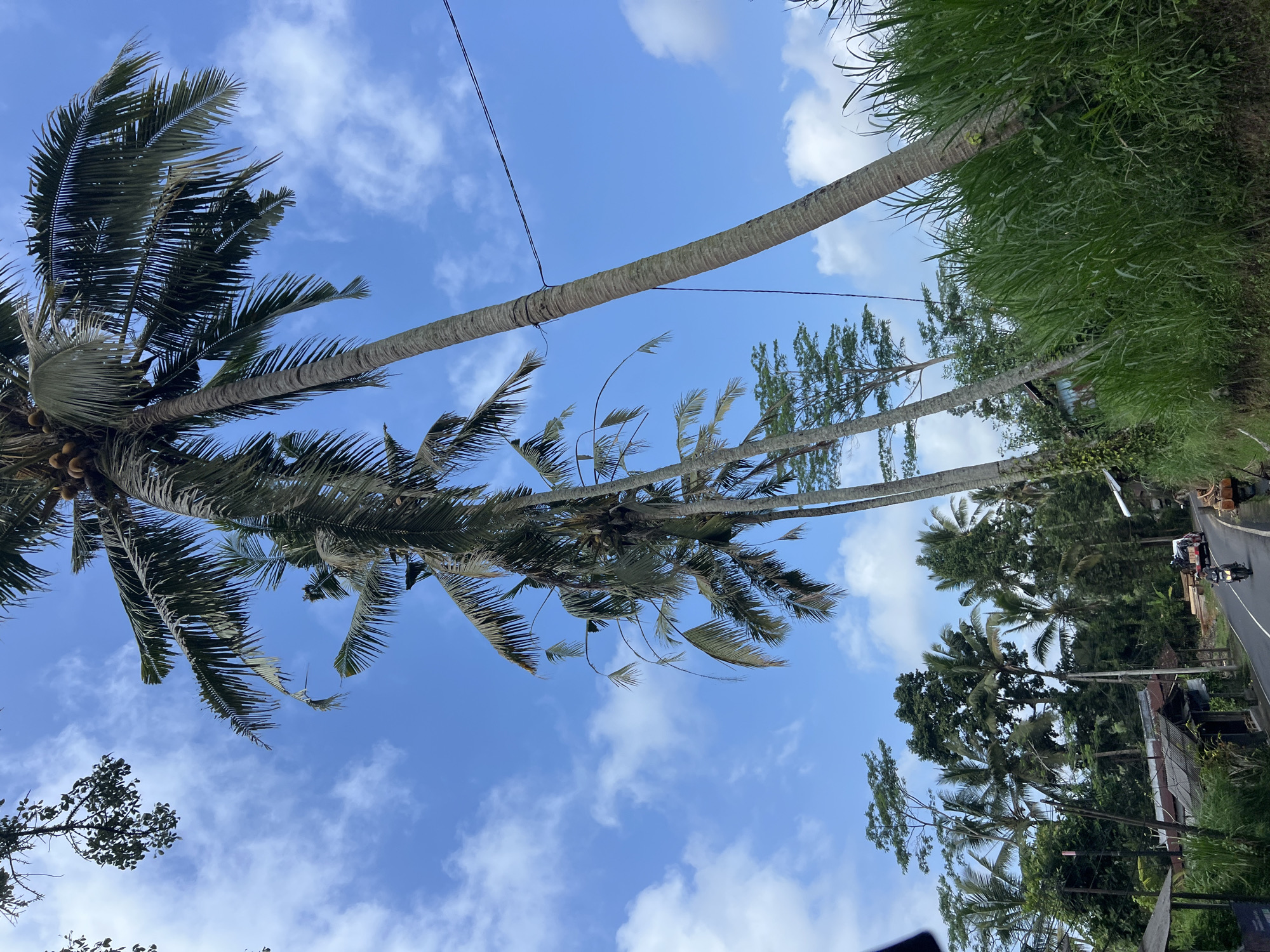 The image depicts a street scene in Tembuku, Indonesia, with a clear blue sky dotted with white clouds. Towering coconut palm trees dominate the foreground, their fronds casting shadows on the road below. A paved road curves through the landscape, bordered by lush green grass and vegetation. On the road, a person is riding a motorcycle, and a red vehicle is parked nearby. Several small buildings with corrugated roofs are visible on the left side of the road, suggesting a rural or semi-rural settlement. Power lines are strung between poles and a coconut tree, indicating the presence of electricity. The overall impression is a tropical, somewhat remote, and peaceful environment.