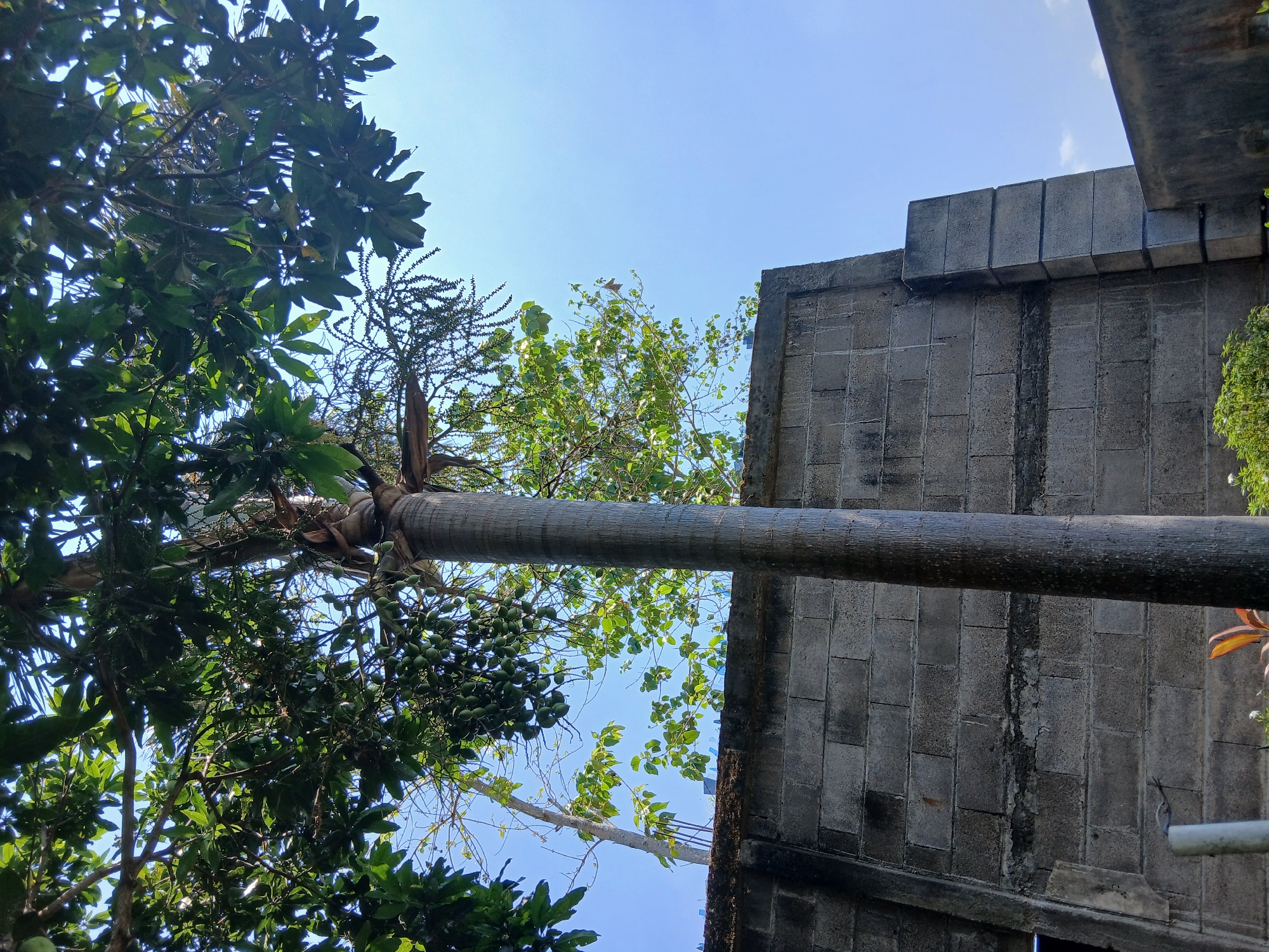 In Sekarputih, Indonesia, the image captures a low-angle perspective of a tall, slender palm tree with a rough, textured trunk. Its leaves and branches, laden with small green fruits, spread out against a clear blue sky. The palm tree stands beside a weathered, grey cinder block wall, which shows signs of age and some minor damage. The wall has a darker band running horizontally across it, suggesting a layer of mortar or repair. The top of the wall is capped with a darker material, possibly concrete or metal, and appears to have small, reflective protrusions, likely anti-climbing spikes. To the right of the palm tree, a corner of another concrete structure is visible. In the background, other trees with lighter green foliage are present, as well as a glimpse of a white pipe and some leafy plants at the base of the wall. The scene is illuminated by bright sunlight, casting subtle shadows.