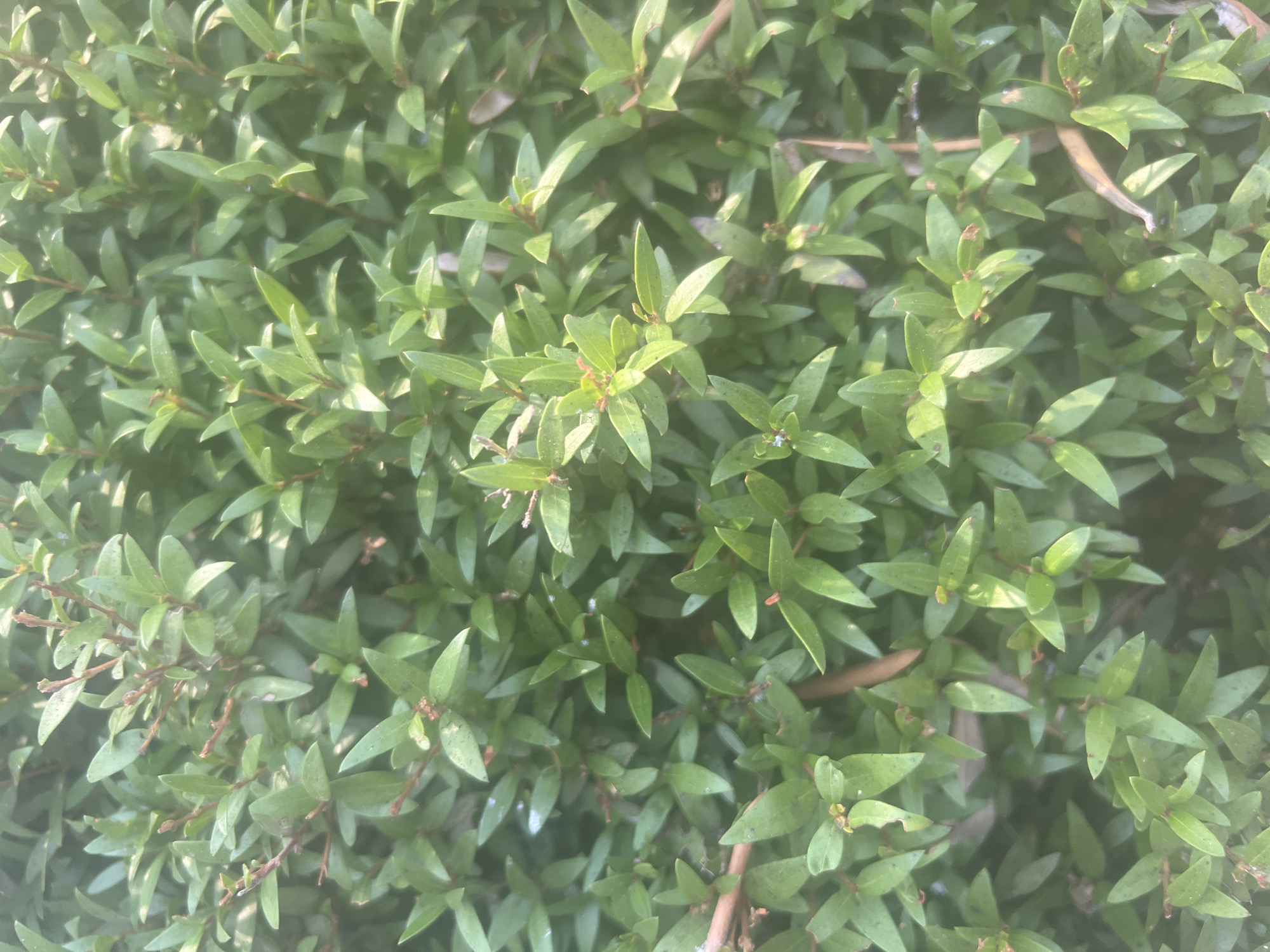 A dense evergreen shrub with small, glossy, oval leaves and thin, reddish-brown stems is shown in a close-up, overhead shot. The shrub is likely located in a garden or natural setting within the Hof HaCarmel Regional Council, Israel, given the vegetation type and regional context. No people, animals, or structures are visible. The lighting suggests it is daytime, with some sunlight creating gentle highlights on the leaves.