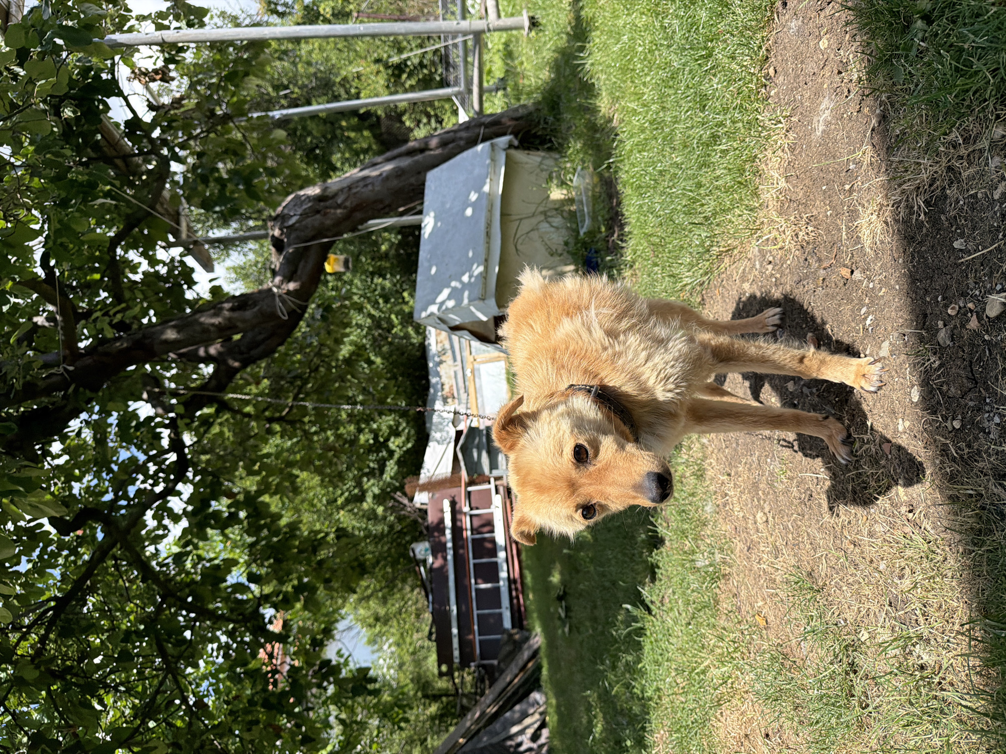 A medium-sized, light brown dog with erect ears and dark eyes stands in a sunlit grassy yard. The dog is facing the camera, with its head slightly tilted. In the background, there are trees with green foliage, a small white dog house, and some discarded items that appear to be construction materials. A chain is visible hanging from a tree branch above. The ground is a mixture of dry dirt and green grass, with shadows cast by the dog and the trees. The overall scene suggests a rural or backyard setting in the village of Golemo Buchino, Bulgaria.