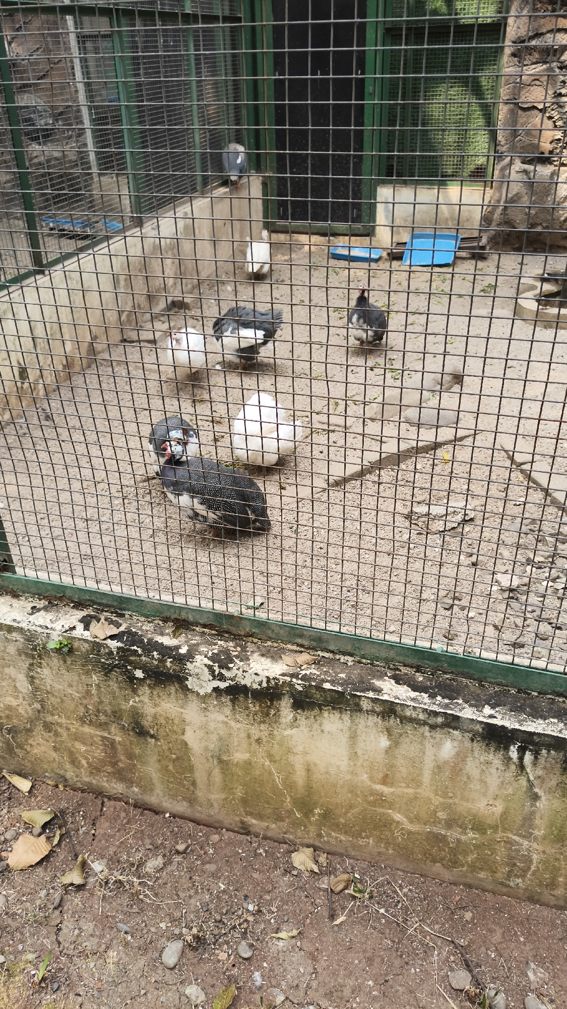 A group of helmeted guineafowl and white chickens are housed in an outdoor aviary within the Ragunan Zoo in South Jakarta, Indonesia. The aviary is enclosed by a metal mesh fence and has a sandy floor. In the background, there are some green structures and a stone wall. The birds appear to be at rest or foraging.