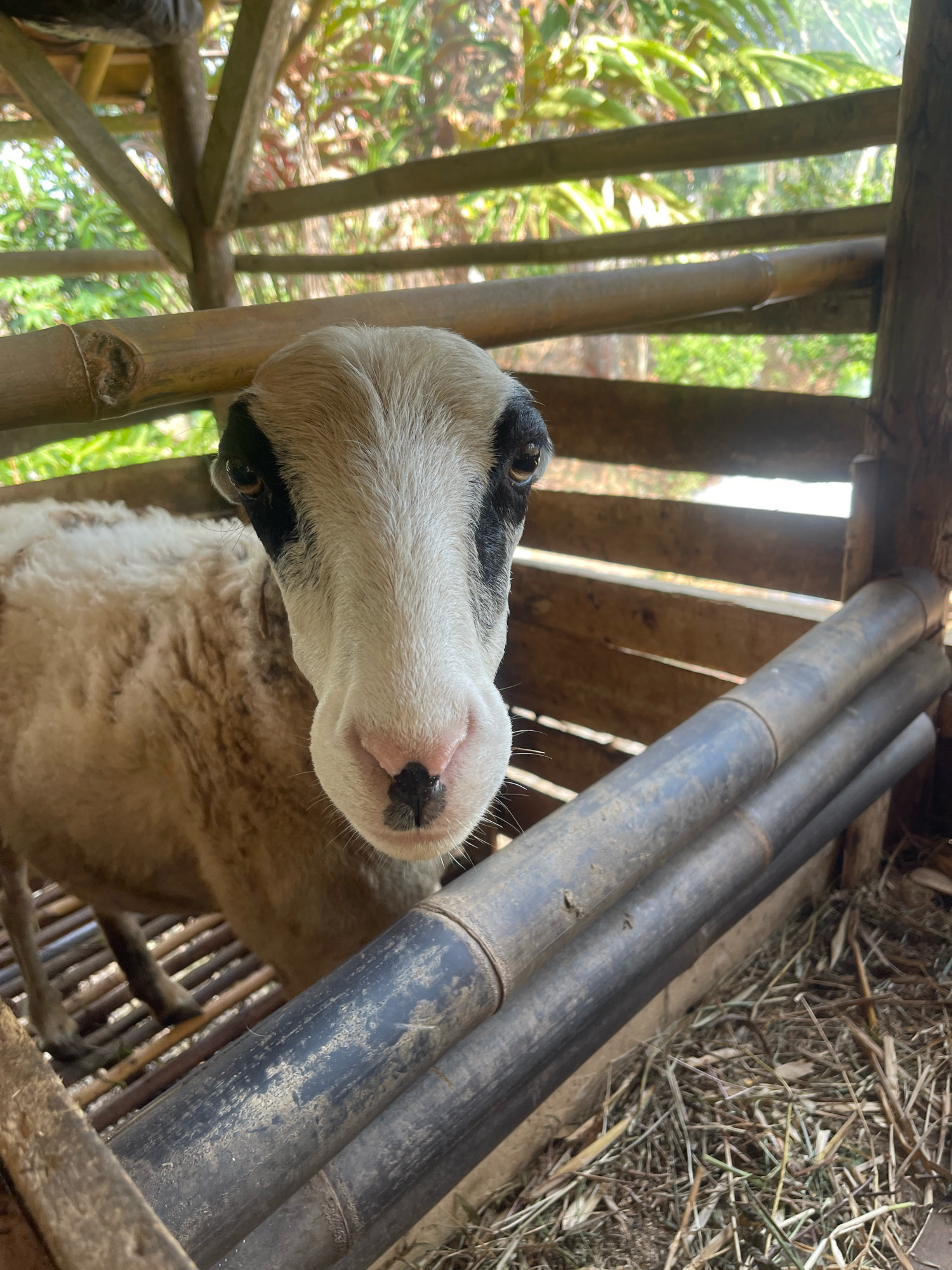 A close-up shot focuses on the face of a sheep within a bamboo enclosure. The sheep's head is positioned in the center foreground, with its body extending to the left. Its fur is a mixture of white and light brown. The sheep has distinct black markings around its eyes and a pink nose with black spots. The enclosure is constructed from bamboo poles and planks, with hay scattered on the ground. In the background, lush green foliage is visible, suggesting an outdoor setting in Pabuaran, Indonesia. The lighting appears natural, casting soft shadows.