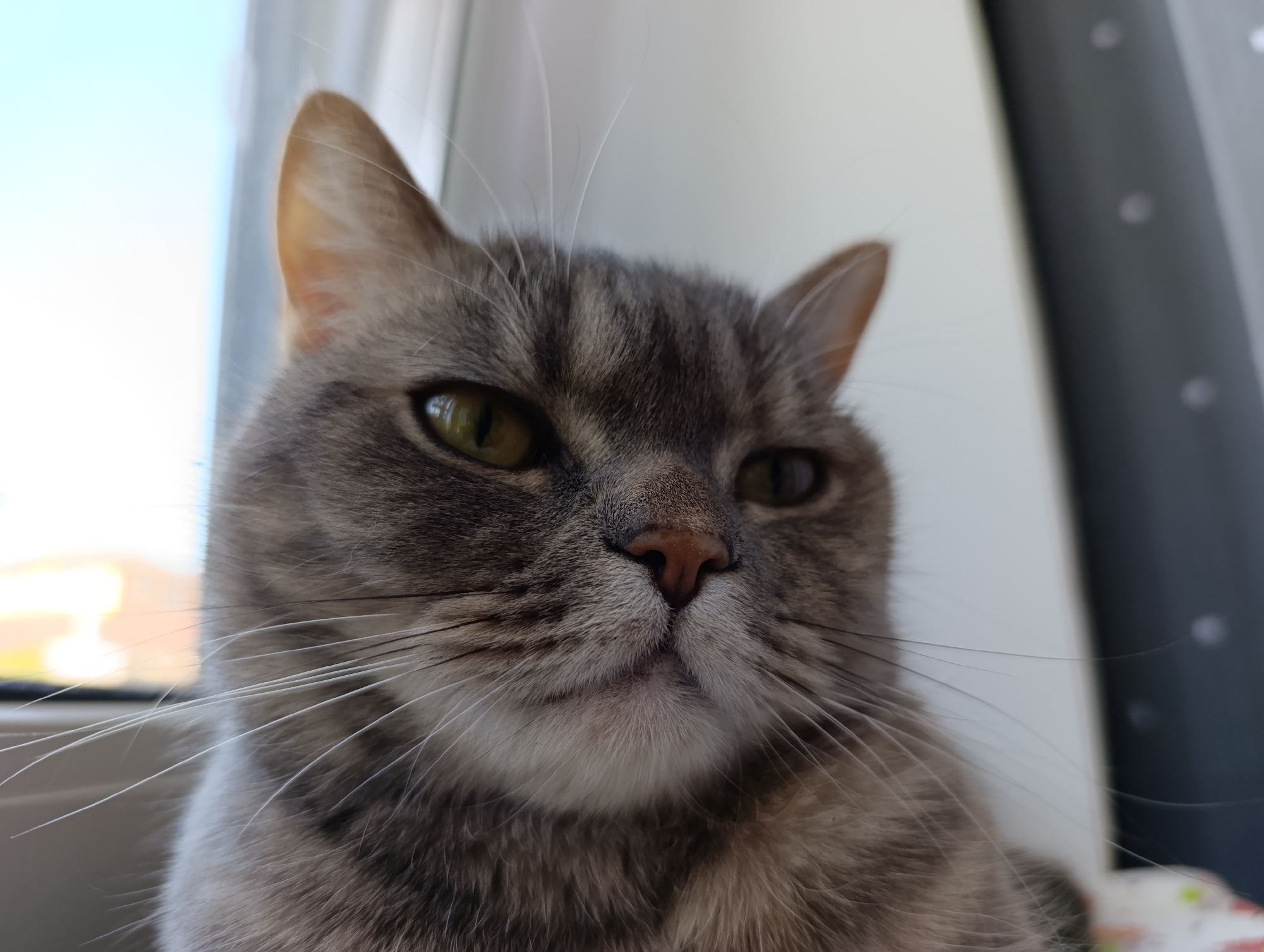 A close-up shot shows a gray tabby cat with yellow-green eyes and long white whiskers. The cat's nose is a fleshy pink. The background shows a window with a blue sky visible through it, along with a white curtain. The location is Chaikovsky, Russia.