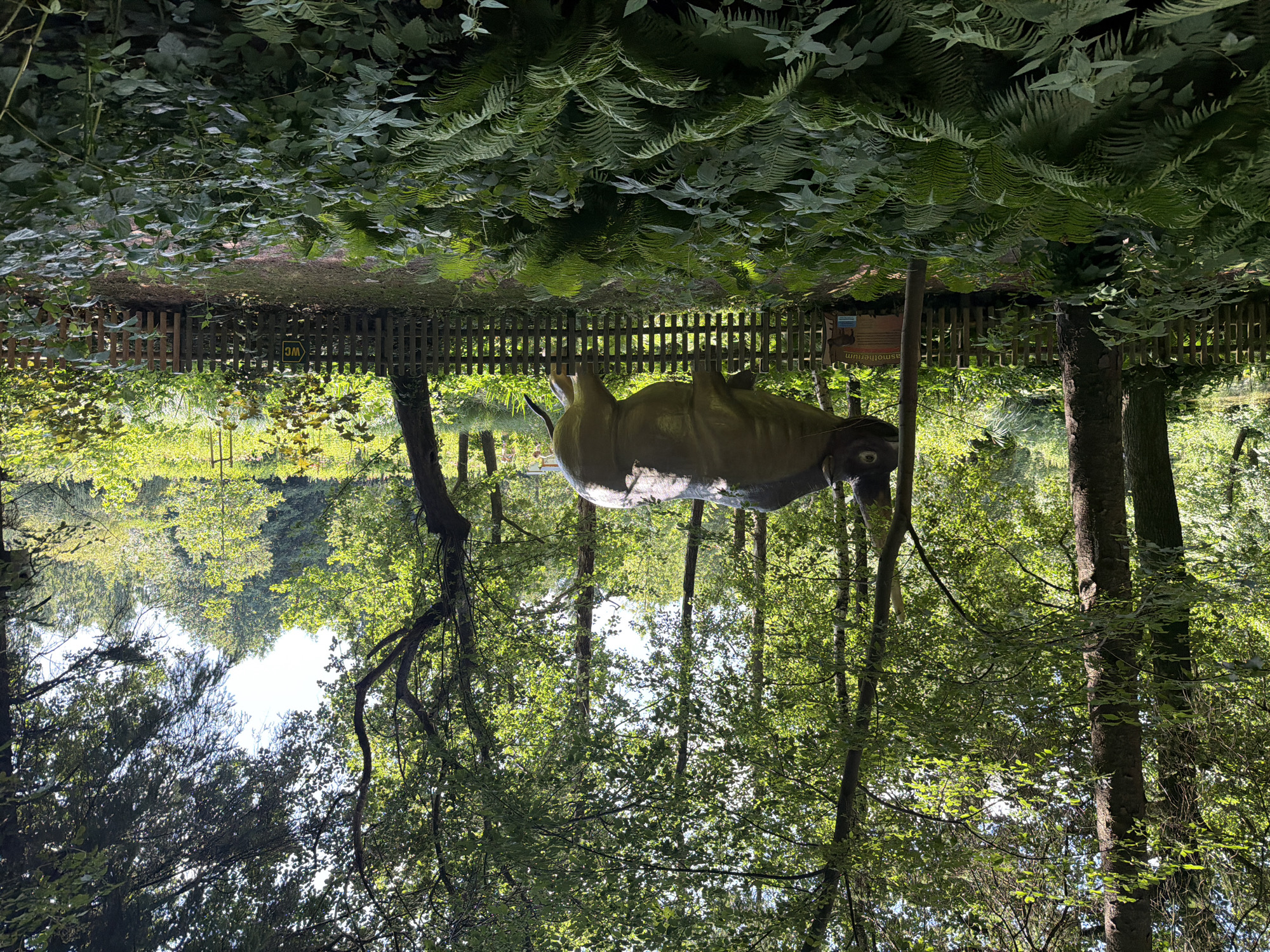The image depicts an outdoor scene within the Tolk-Schau amusement park in Tolk, Germany. The foreground is dominated by lush green ferns and other foliage. Behind the vegetation, a wooden fence encloses an area where a life-sized model of a large, prehistoric mammal, possibly a woolly rhinoceros, stands. The model is a light tan color and is positioned facing left. Behind the model and fence, the environment transitions to a wooded area with tall trees and dappled sunlight filtering through the leaves. There are no people visible in the image.