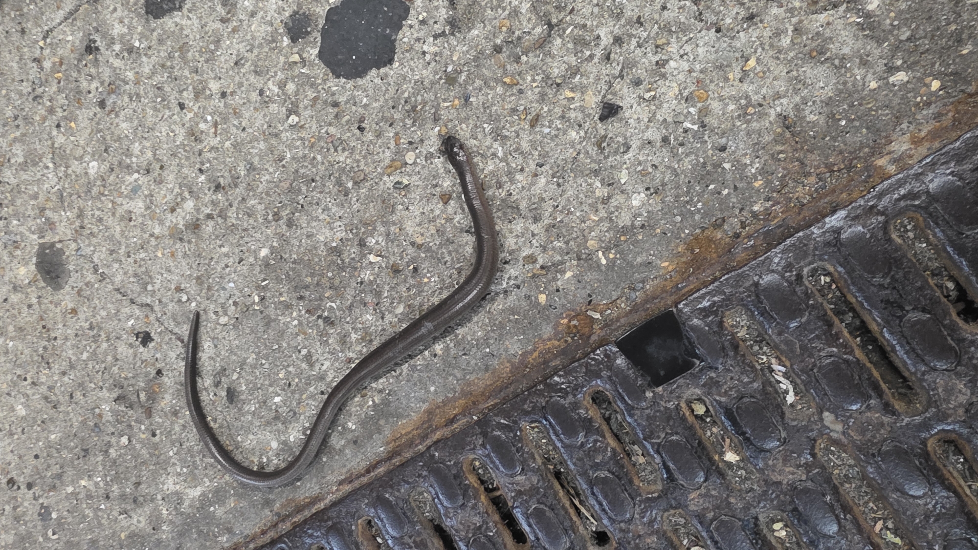 A small, dark brown, slender snake is coiled on a textured concrete surface. The snake's body is curved into an 'S' shape, with its head and tail both visible. The concrete appears to be part of a sidewalk or other paved area, with some gravel and small dark spots visible on its surface. To the left of the snake, a dark, metallic grate is present, partially submerged in the concrete. The grate has a patterned surface with rectangular openings. A thin, rusty line separates the concrete from the grate. The overall environment appears to be an outdoor urban setting, possibly near a storm drain.