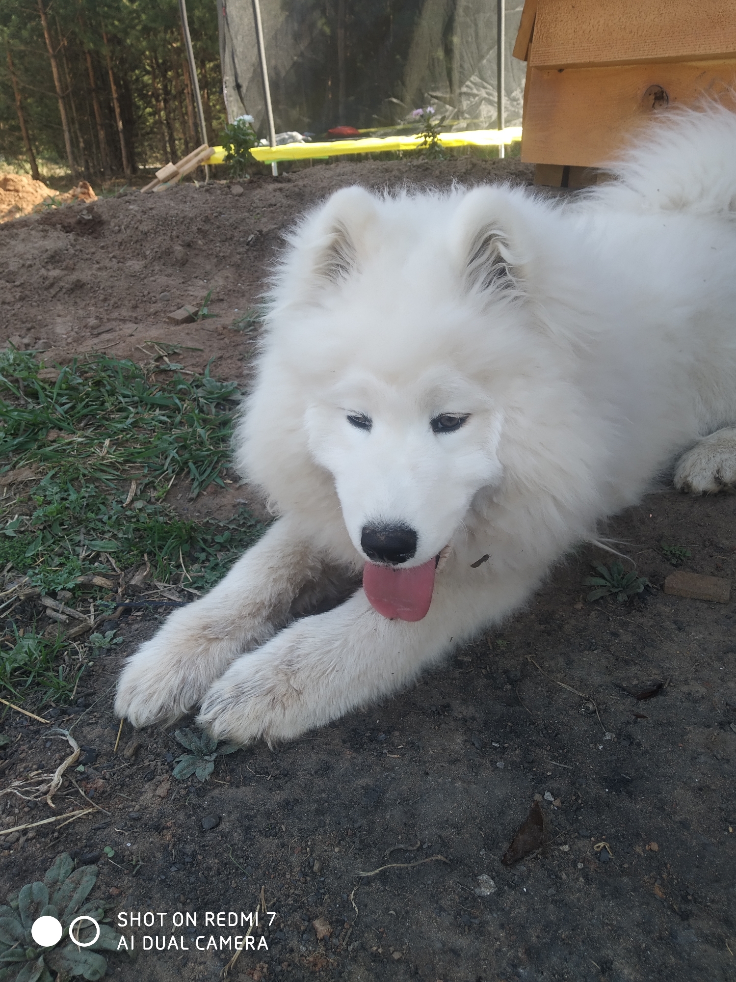 A white Samoyed dog lies on the ground outdoors. The dog is panting with its tongue out. The ground is a mix of dirt and some sparse green vegetation. In the background, there are trees, a trampoline with a yellow border, and a small wooden structure. The image was taken in Chaikovsky, Russia, as indicated by the camera watermark.