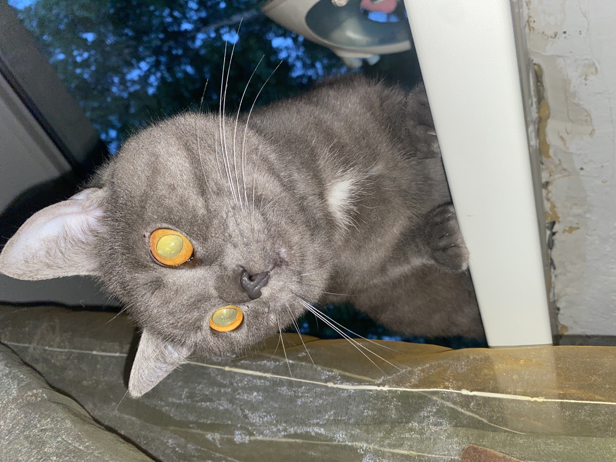 A gray cat with yellow eyes is seen from an upward angle. The cat's head is tilted to the left, with its ears visible on either side of its head. A small white spot is visible on the cat's chest. The cat is positioned near a white frame, likely a window or door. The background features a blurred view of trees against a blue sky. The location and city of Chaikovsky, Russia, cannot be definitively determined from this image.