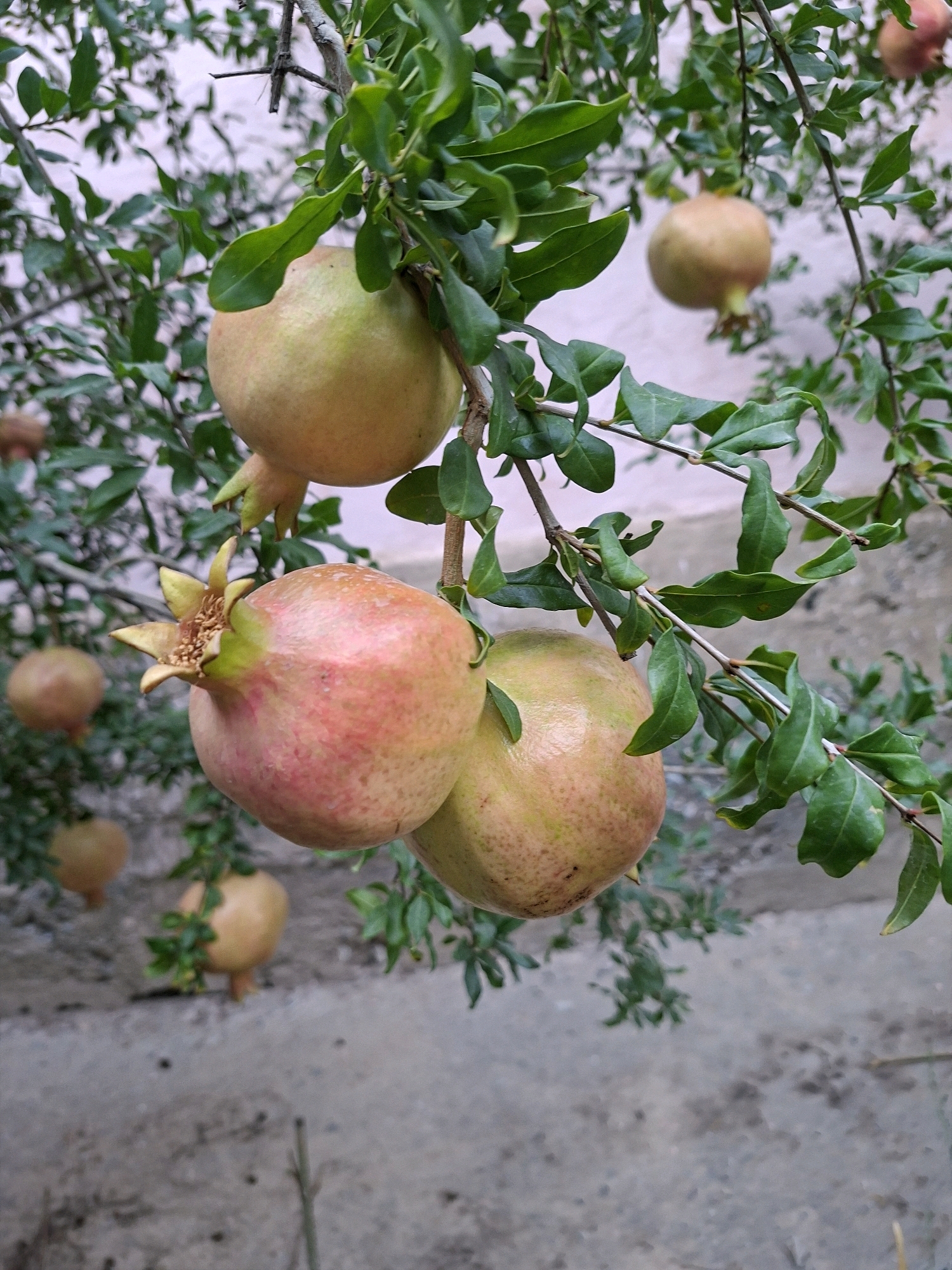 The image shows a pomegranate tree with several pomegranates hanging from its branches. The pomegranates are in various stages of ripeness, with some appearing a pale yellow-green and others showing tinges of pink and red. The leaves of the tree are a vibrant green and lush. The background is a blurred mix of green foliage and a light-colored, textured surface that could be a wall or fence. The lighting suggests it is daytime, possibly late afternoon given the soft light. There are no people visible in the image. The scene appears to be a garden or orchard setting, likely in a temperate climate suitable for pomegranate cultivation. While the image itself does not provide specific geographic markers, the prompt specifies the location as the city of Manas, Kyrgyzstan.