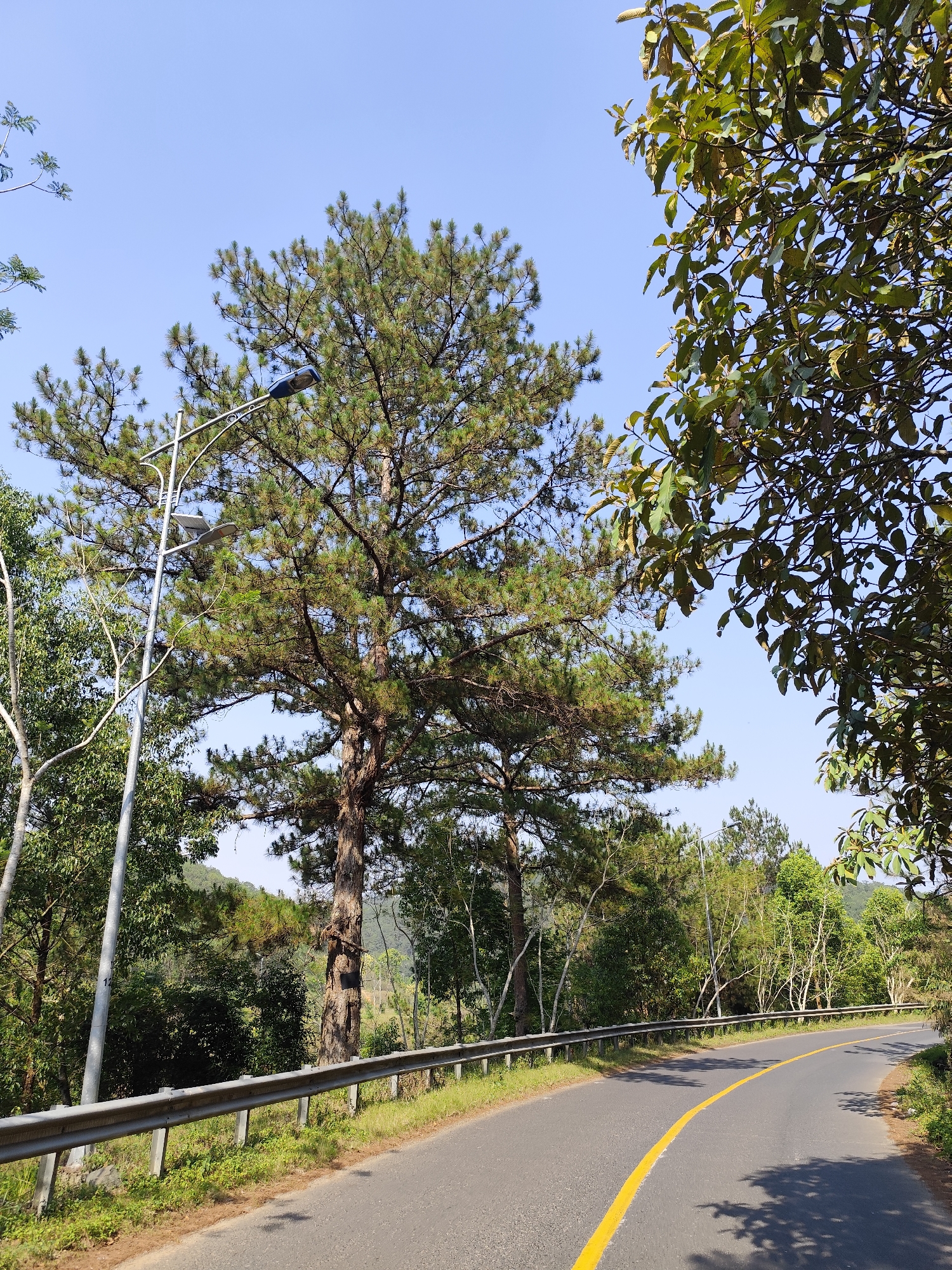 The image depicts a road in Da Lat, Vietnam, curving to the right. A yellow line marks the road's center. A metal guardrail lines the left side of the road. Various trees flank the road, with a large pine tree prominently featured on the left. A street lamp stands next to the pine tree. The sky is blue and clear.