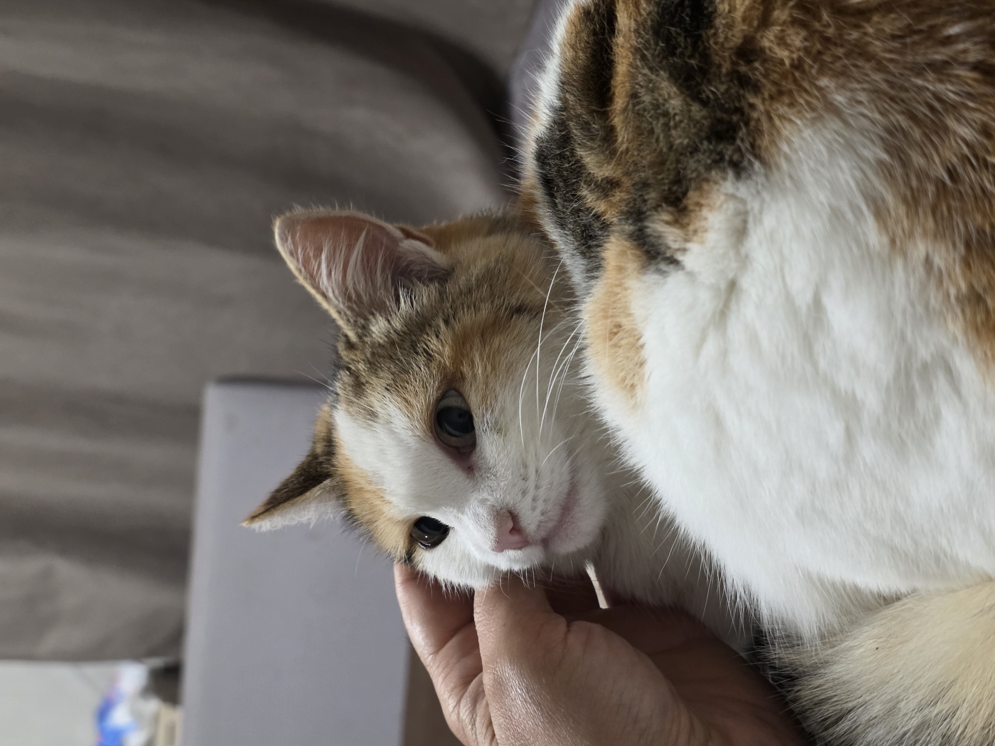 A close-up shot shows a calico cat being petted by a human hand. The cat is predominantly white with patches of orange, brown, and black fur. Its eyes are wide and dark, and its pink nose is visible. The human hand, positioned on the left side of the frame, is gently stroking the cat's cheek and head. The background is blurred and appears to be indoors, with a draped fabric and a hint of furniture. The image does not contain any information or visual cues that would suggest a location in Magnitka, Russia.