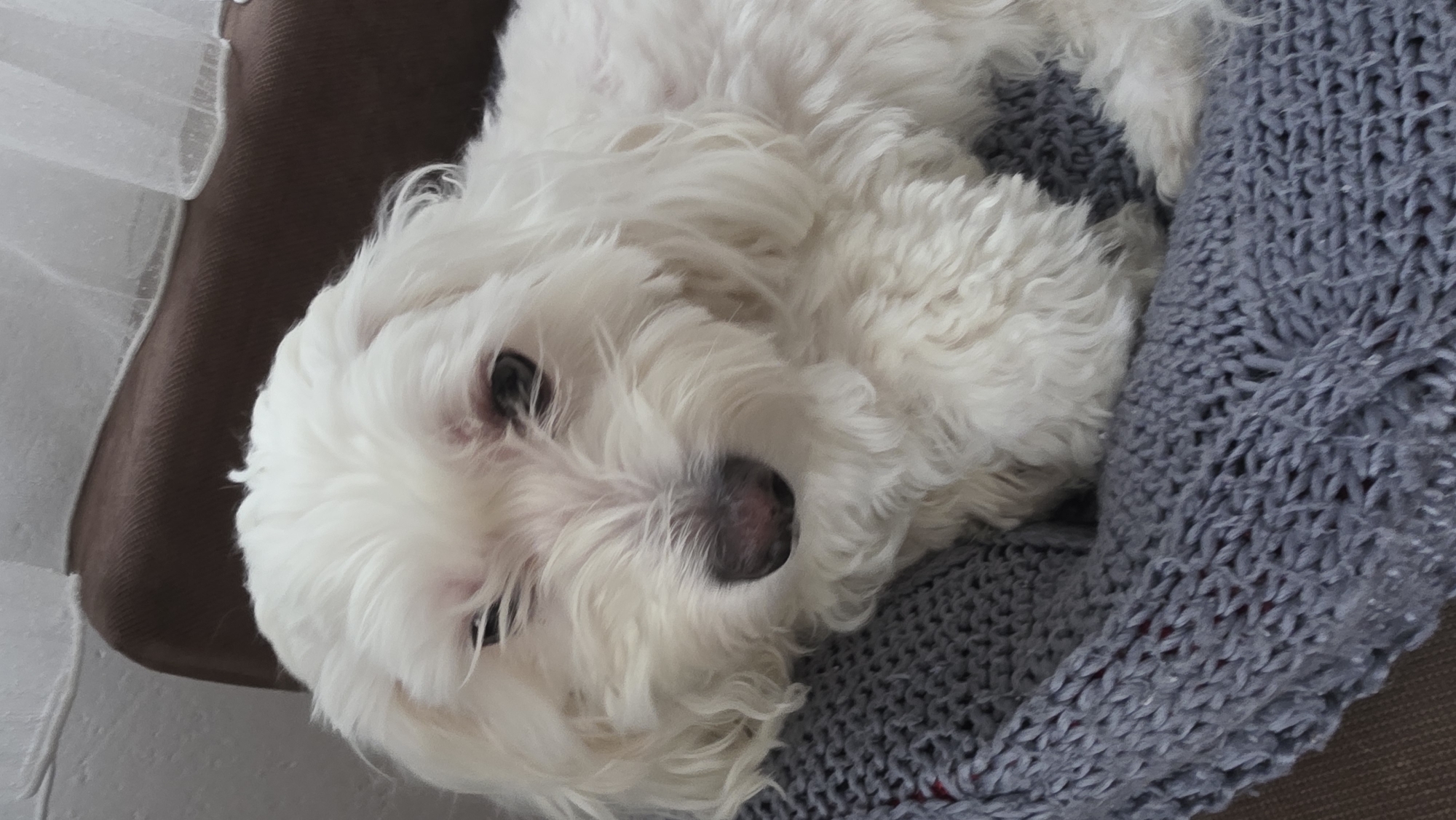 A white Maltese dog is lying on a gray knit blanket. The blanket is draped over a brown cushion or surface. The dog is facing the camera with its head tilted. The dog has black eyes and a pink nose. The environment is indoors. There is no evidence indicating the location in the city of Blagoevgrad, Bulgaria.