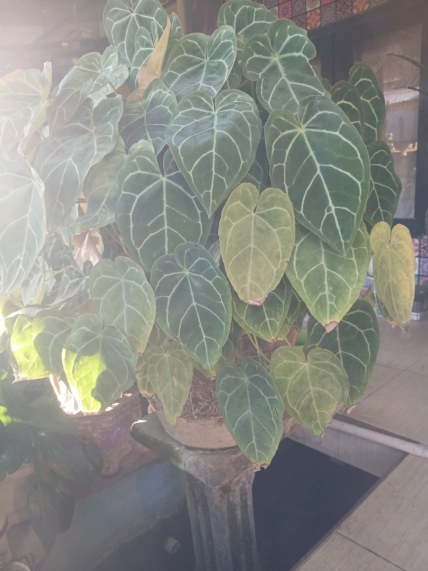 The image shows a large Anthurium crystallinum plant with heart-shaped, dark green leaves featuring prominent white veins. The plant is situated in a pot on what appears to be a tiled surface, possibly an outdoor area in Banyuwangi, Indonesia. Sunlight is strongly illuminating the left side of the plant, creating a bright glow and casting shadows. In the background, out-of-focus elements suggest an urban or semi-urban setting, with hints of building structures and possibly other plants. The overall impression is that of a well-established houseplant, perhaps in a garden or patio area.
