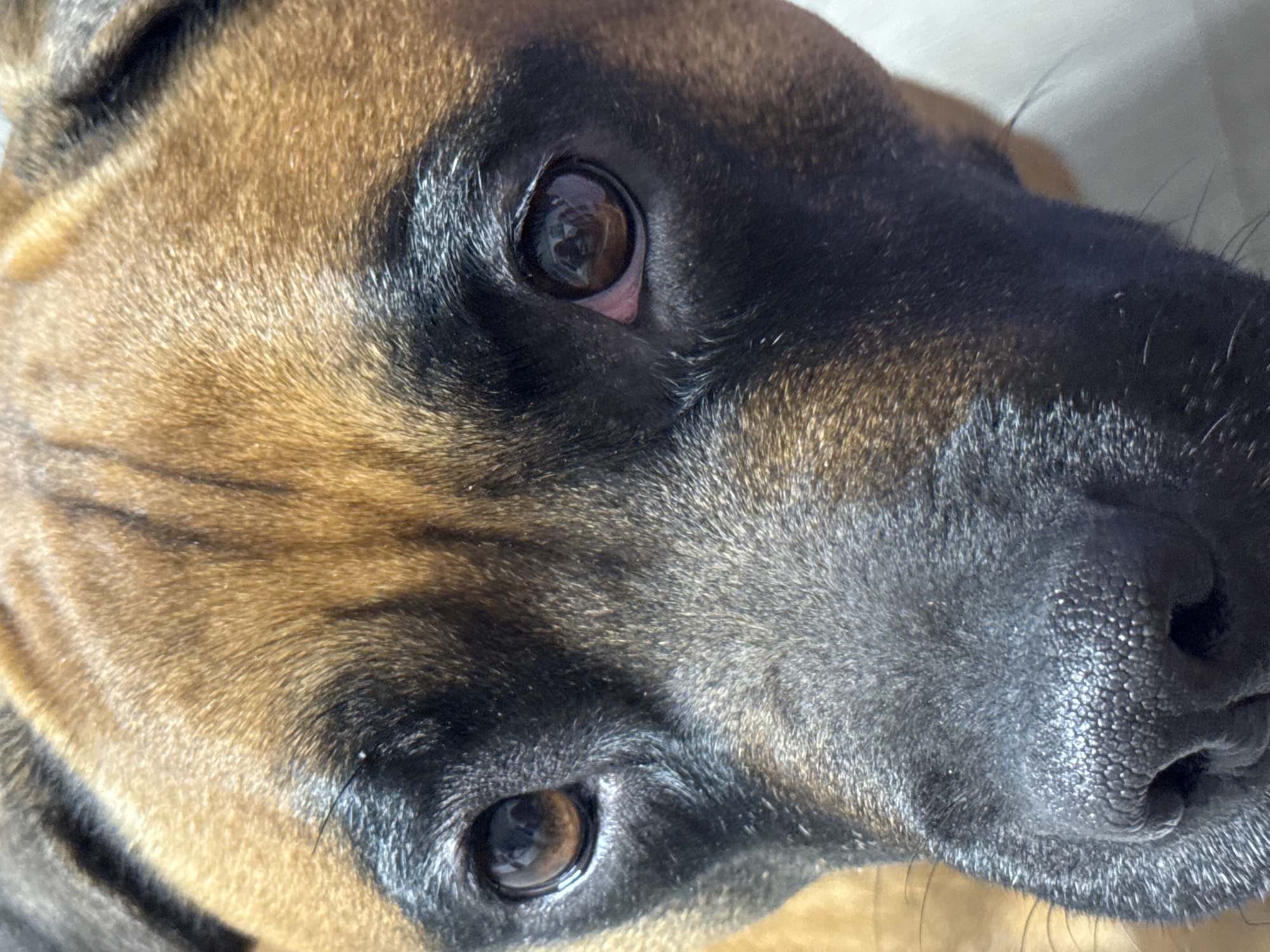 A close-up, angled view of a dog's face. The dog has short, brown and black fur. Its nose is black and shiny, with visible texture. The dog's eyes are brown and reflect light. The location is not ascertainable from the image.