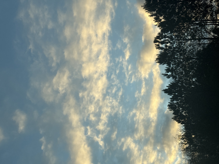 The image displays a panoramic view of the sky over a tree line in Lawrenceville, United States. The upper two-thirds of the frame are filled with a light blue sky interspersed with scattered stratocumulus clouds. These clouds exhibit a yellowish-orange hue, particularly along their lower edges, indicative of either sunrise or sunset lighting conditions. The lower one-third of the image is occupied by the dark silhouette of a dense tree line. The trees primarily appear to be coniferous, likely pines, characterized by their pointed forms, with some bare deciduous branches visible on the far left. No individuals, artificial structures, or specific actions are discernible within the frame.