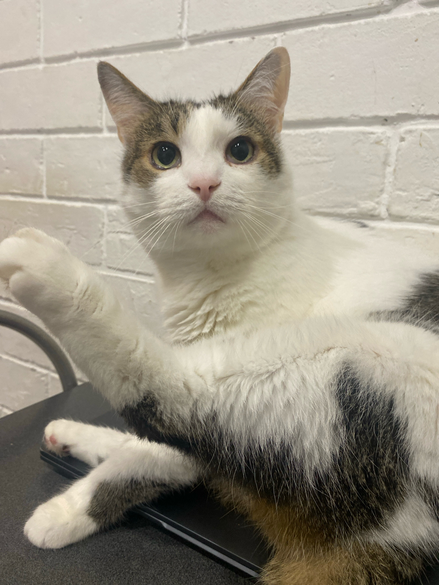 A domestic cat with white and grey tabby markings is lying down on a dark surface, possibly a chair or a table. The cat is looking directly at the camera with its front left paw raised slightly. The background is a white brick wall. The image does not provide any information that would allow for localization within the city of Machulishchy, Belarus.