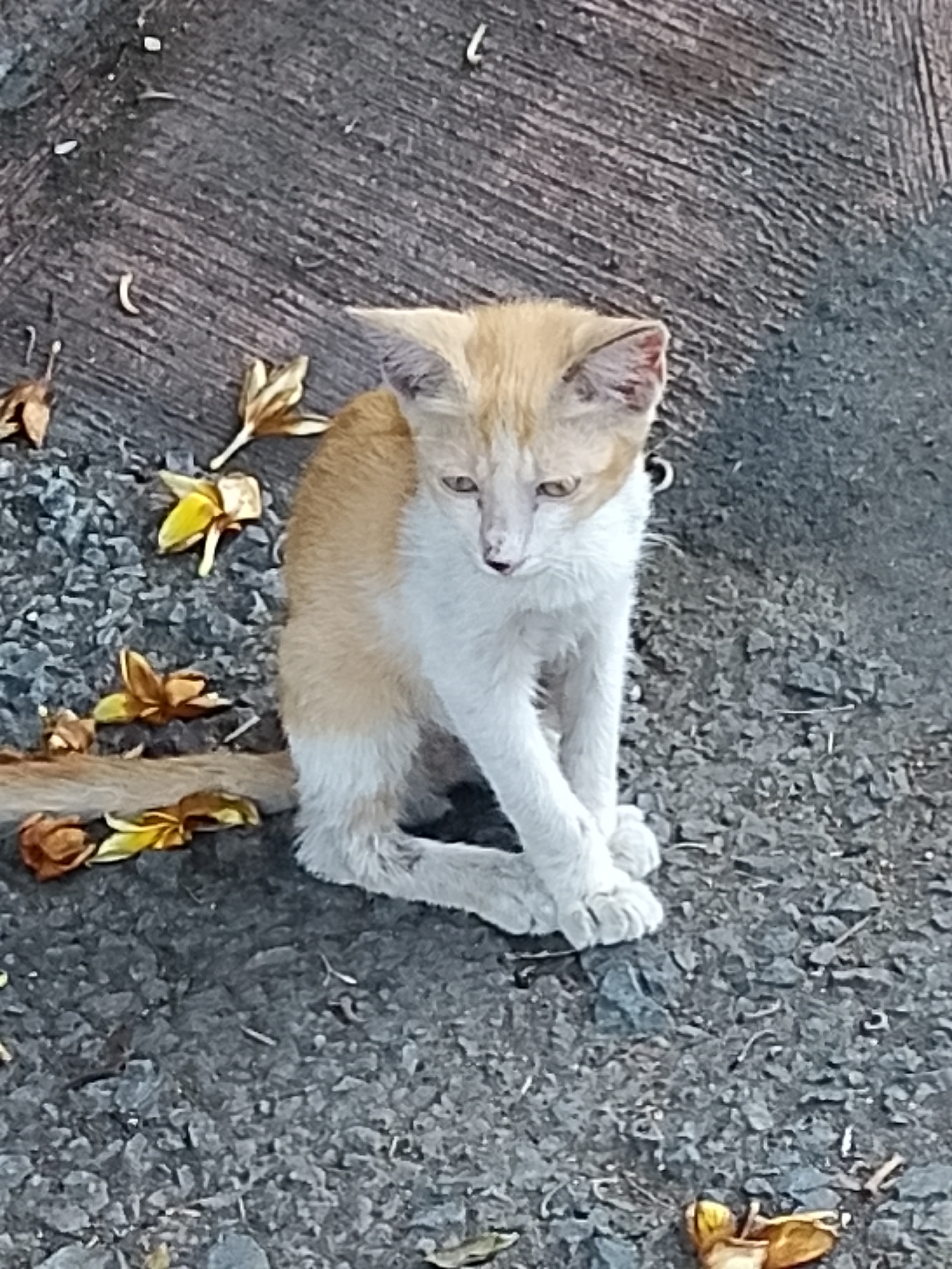 A ginger and white kitten is sitting on a textured gray surface, likely pavement or a sidewalk, in Surabaya, Indonesia. The kitten's fur is a mix of orange-brown and white. It is facing to the left of the frame and has its front paws tucked neatly underneath its body. Several dried leaves and small pebbles are scattered around the kitten on the ground. The background appears to be a continuation of the textured gray surface, with a slight gradient suggesting natural lighting conditions.