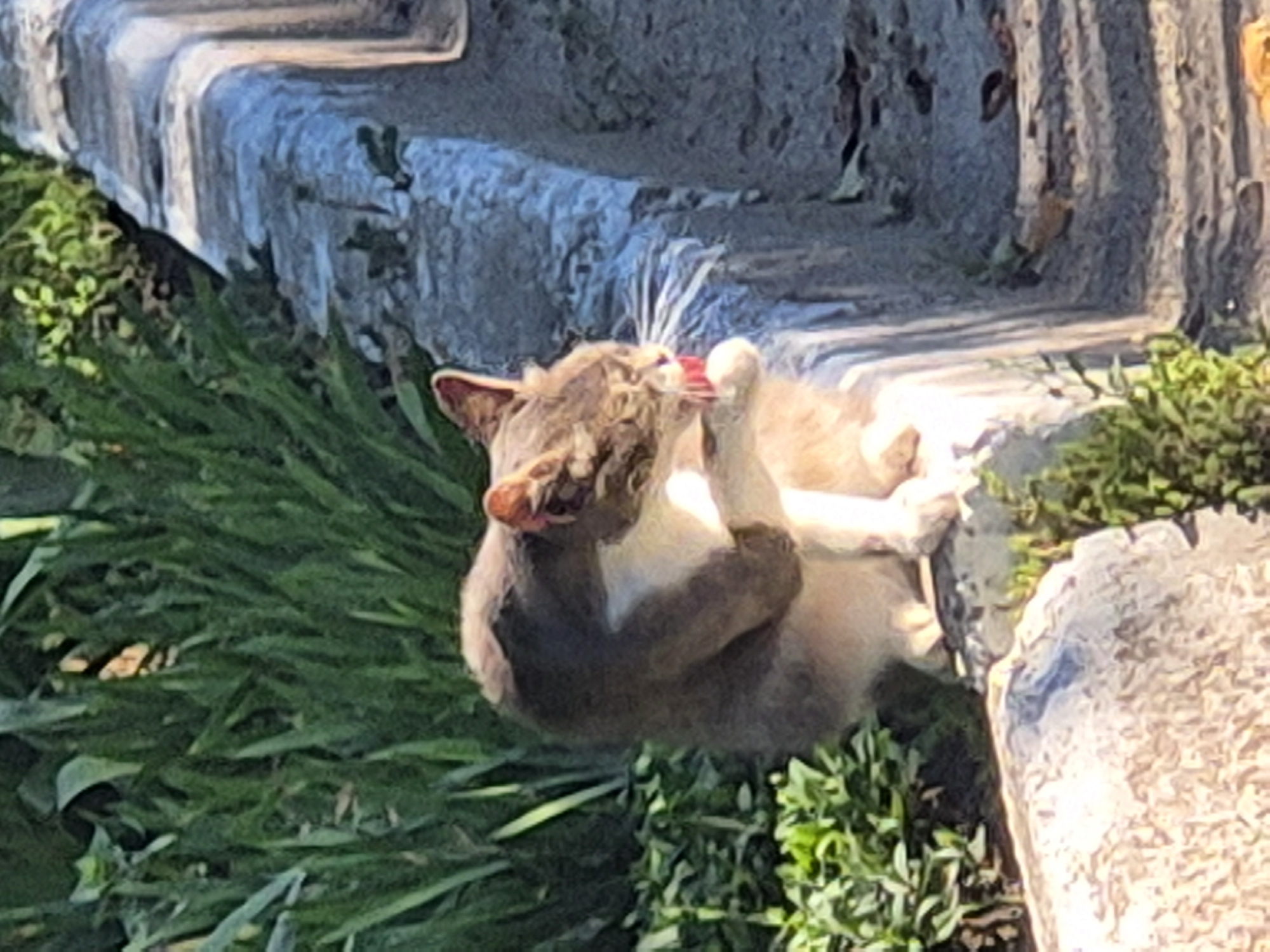 A tabby cat with gray, white, and brown fur is grooming itself on a stone ledge in Sozonivka, Ukraine. The cat is sitting with its hind legs tucked underneath its body and is licking its paw. Its tongue is visible and appears to be red. Green foliage is present behind the cat, and a textured stone wall runs alongside the ledge. The lighting suggests it is daytime, with sunlight illuminating parts of the scene.