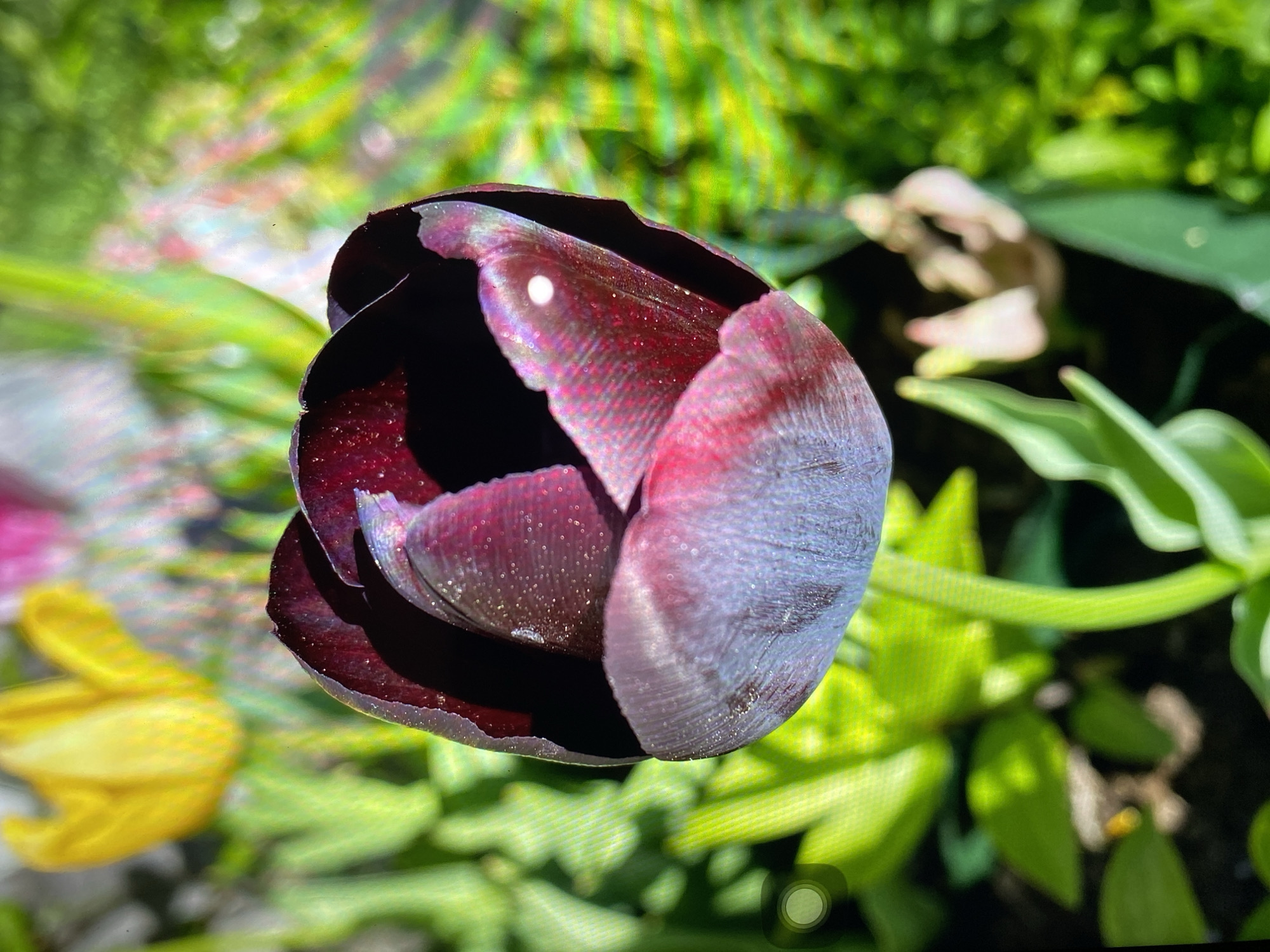 A close-up, high-angle shot captures a single, deep crimson tulip in the foreground. The tulip's petals are velvety with subtle hints of purple and are adorned with tiny water droplets, reflecting a bright white spot. To the left and slightly out of focus, a vibrant yellow tulip peeks through. The background is a blur of lush green foliage, suggesting a garden setting in Purkersdorf, Austria. The overall lighting is bright and natural, indicating a sunny day.