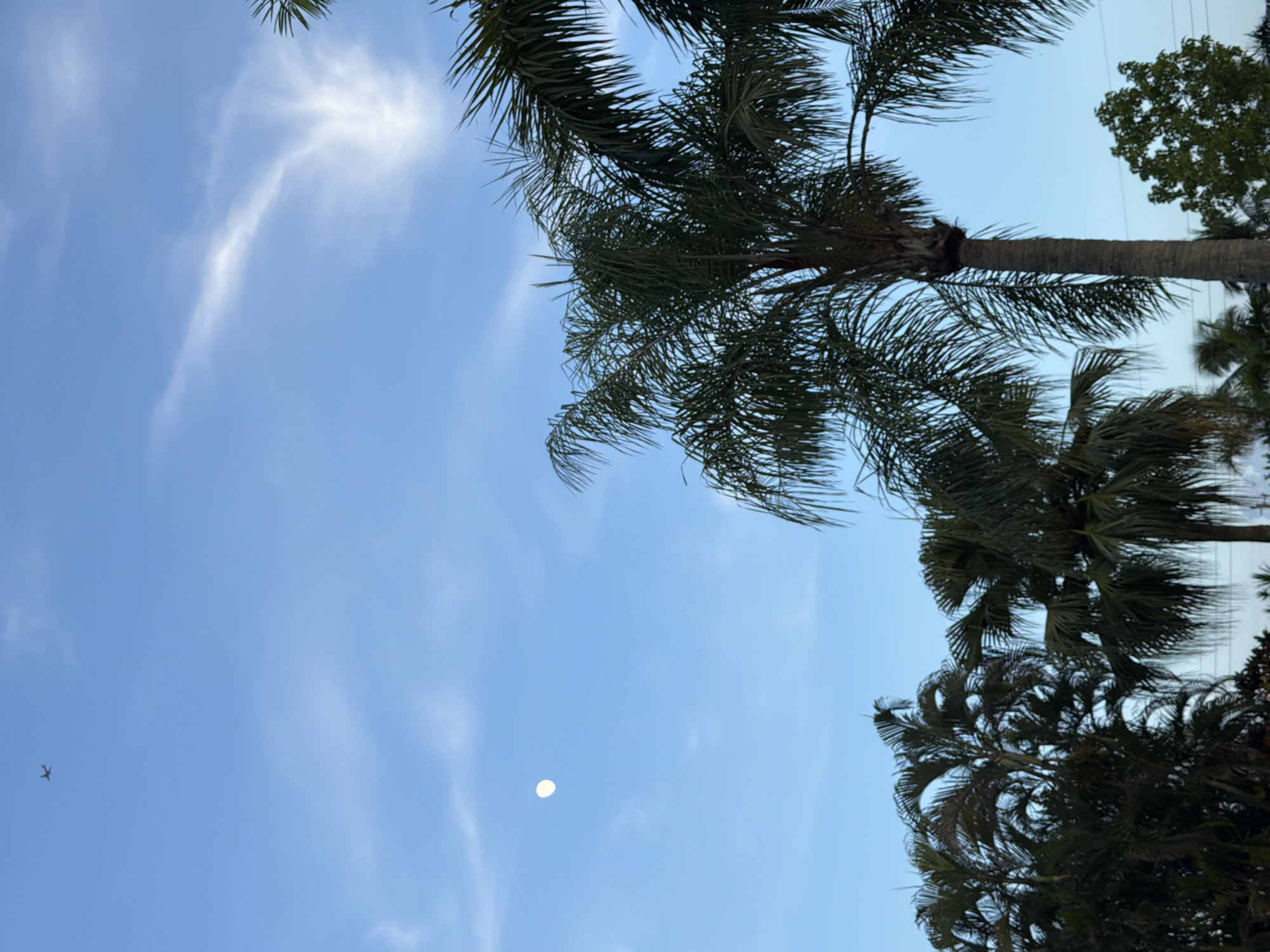 This is a photograph taken outdoors with a clear blue sky. The upper left portion of the sky shows a small, dark silhouette of an airplane in flight. To the left and slightly below the airplane, the moon is visible as a bright, pale circle. In the foreground, the tops of several palm trees are visible, with their fronds extending upwards and to the sides, obscuring parts of the sky. The lighting suggests it might be late afternoon or early evening, given the presence of the moon and the clear sky. The scene appears to be a natural or semi-natural environment, possibly a park or a residential area with palm trees, consistent with the climate and vegetation found in Miami, Florida, United States of America. No people are visible in the frame.